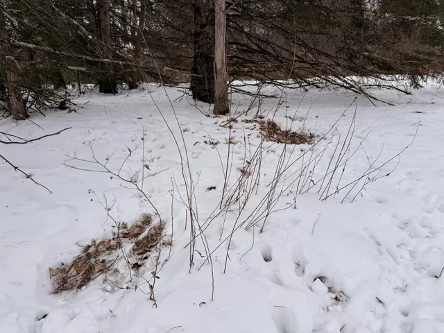 $75,000 | Forest Hill Drive, Townsend, WI 54175