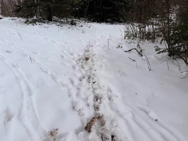 $75,000 | Forest Hill Drive, Townsend, WI 54175