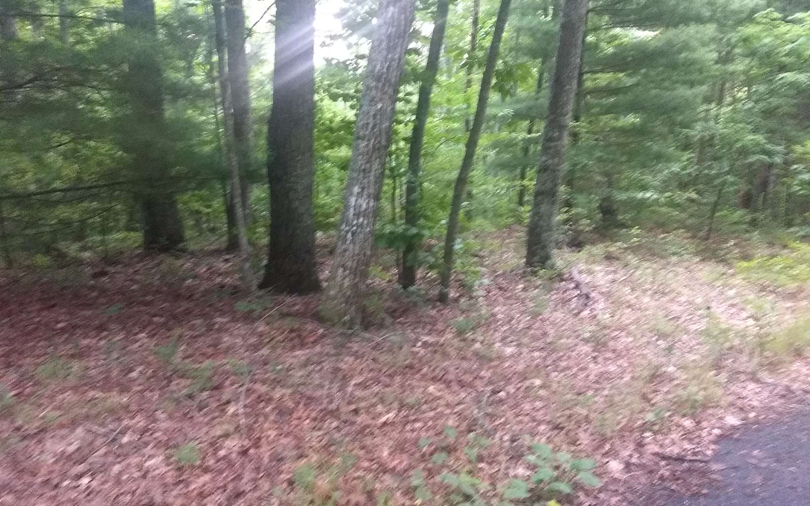 5 Elisi Vly Road Murphy, NC 28906 - Photo 1 of 1 a view of a forest with trees in the background