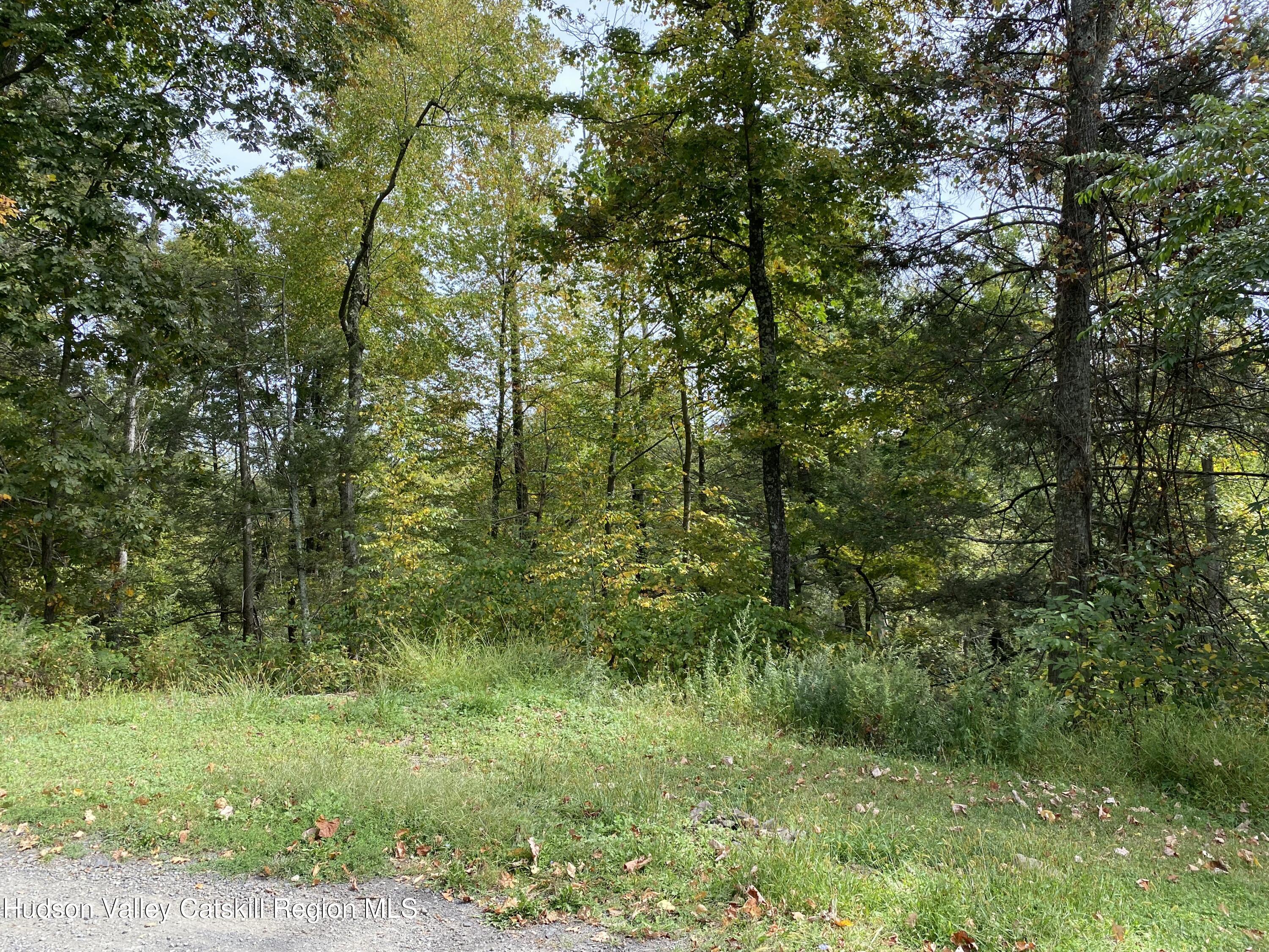 83 Buffalo Road Saugerties, NY 12477 - Photo 53 of 54 a view of a lush green forest