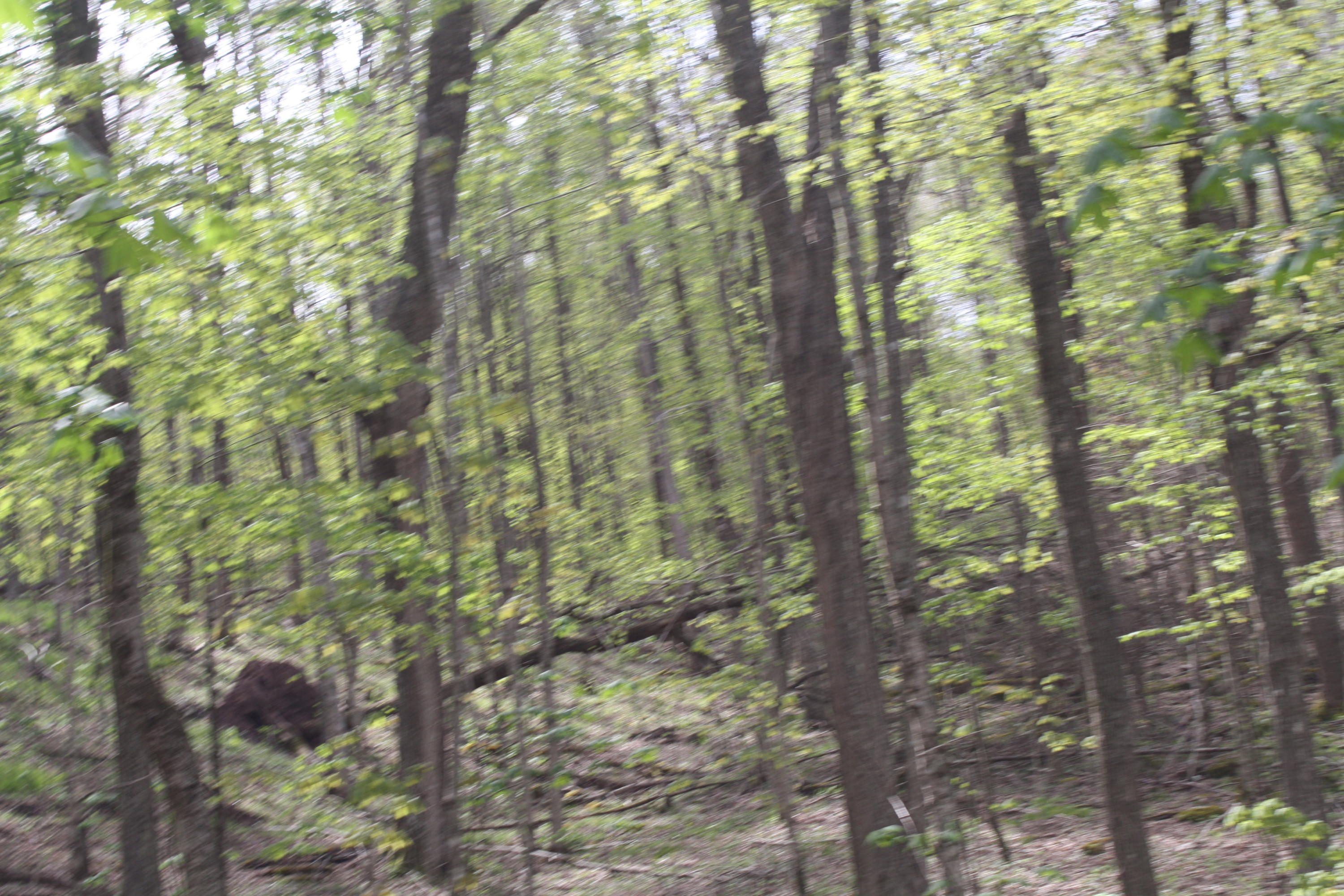 1161 Plumley Mountain Road Sandstone, WV 25985 - Photo 110 of 138 Gallery Image 110