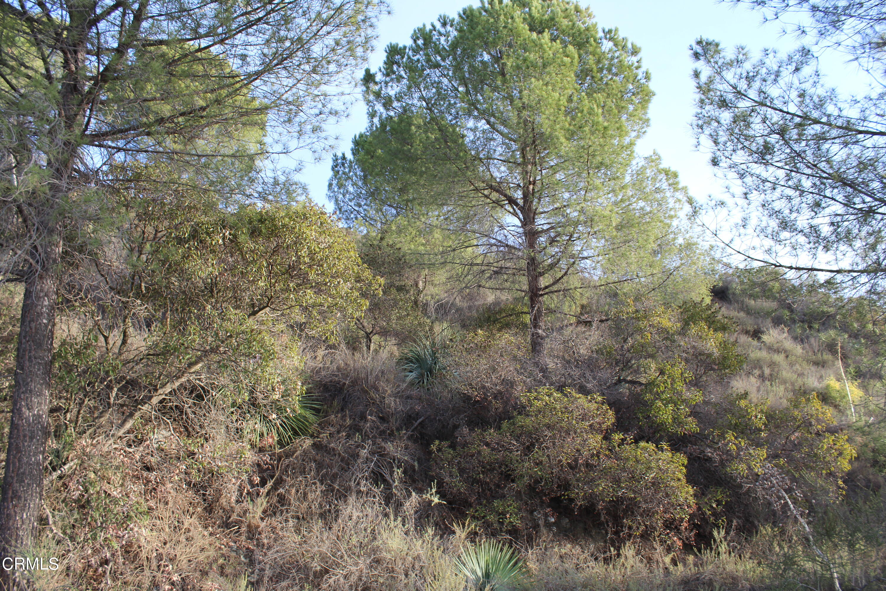 0 Mt Wilson Toll Road Altadena, CA 91001 - Photo 9 of 20 IMG_0868