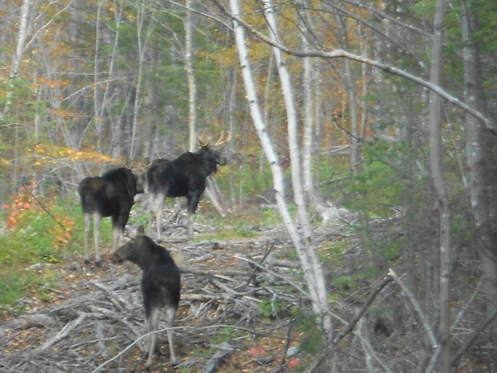 2312 Toe Of The Boot Road Rockwood, ME 04478 - Photo 26 of 28 Large moose population in the area