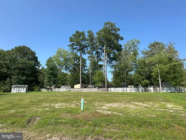 a view of a tree in a park