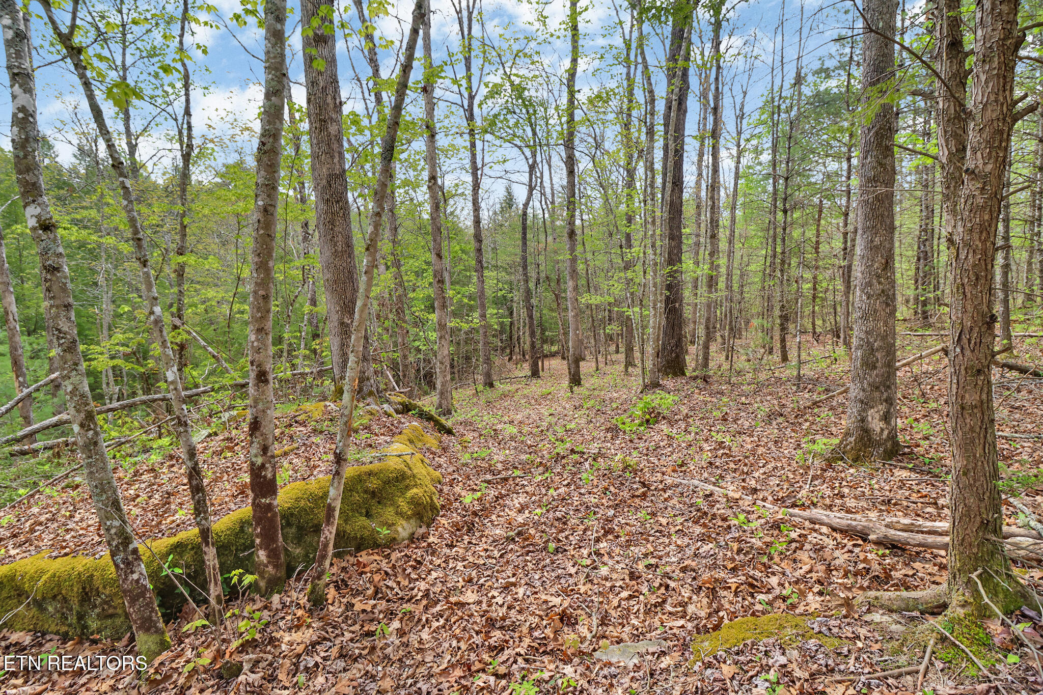 70.69 Old Collins Road Deer Lodge, TN 37726 - Photo 24 of 26 if1a9766-if1a9770
