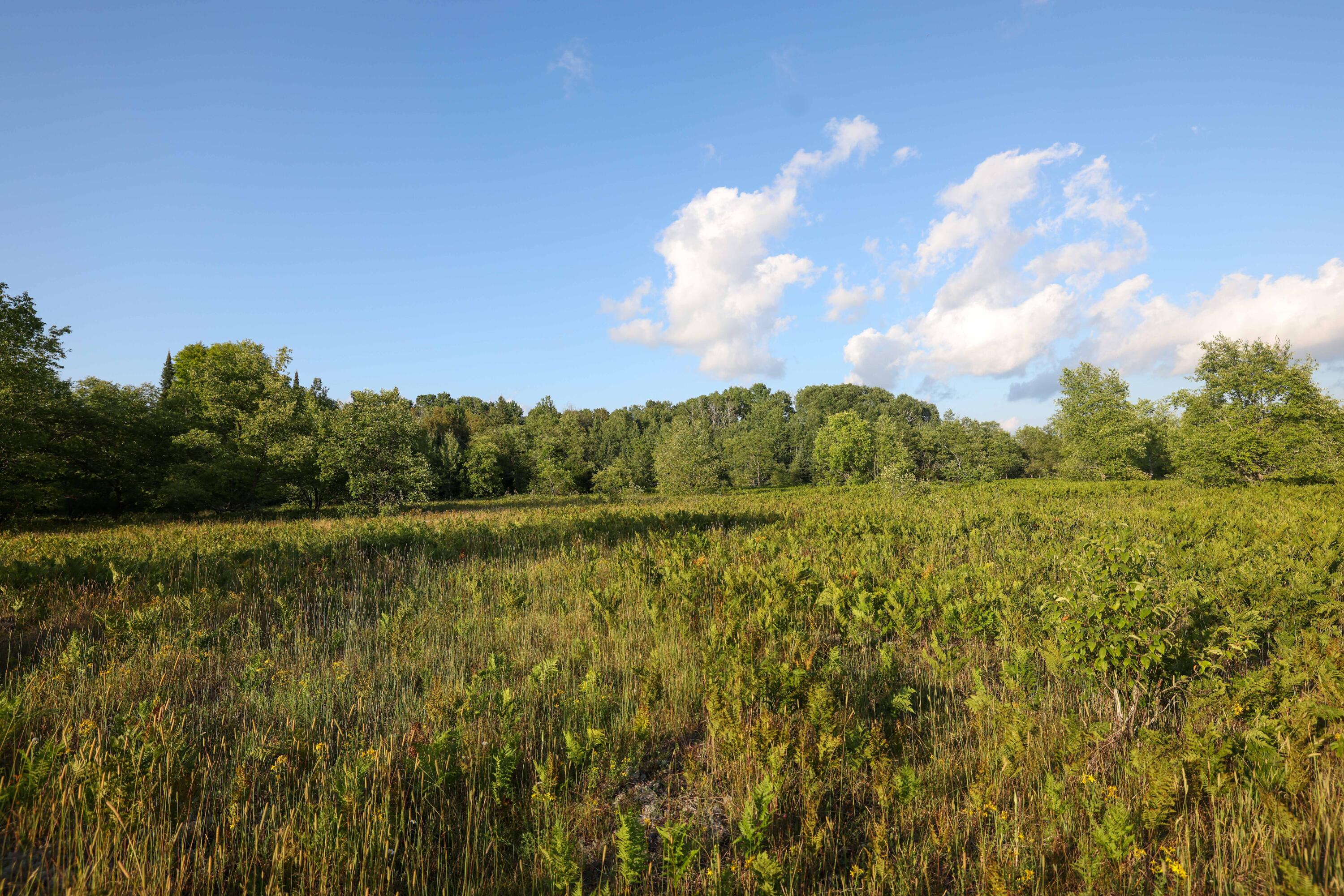 0 Ford Lake Road Germfask, MI 49836 - Photo 10 of 49 Gallery Image 10