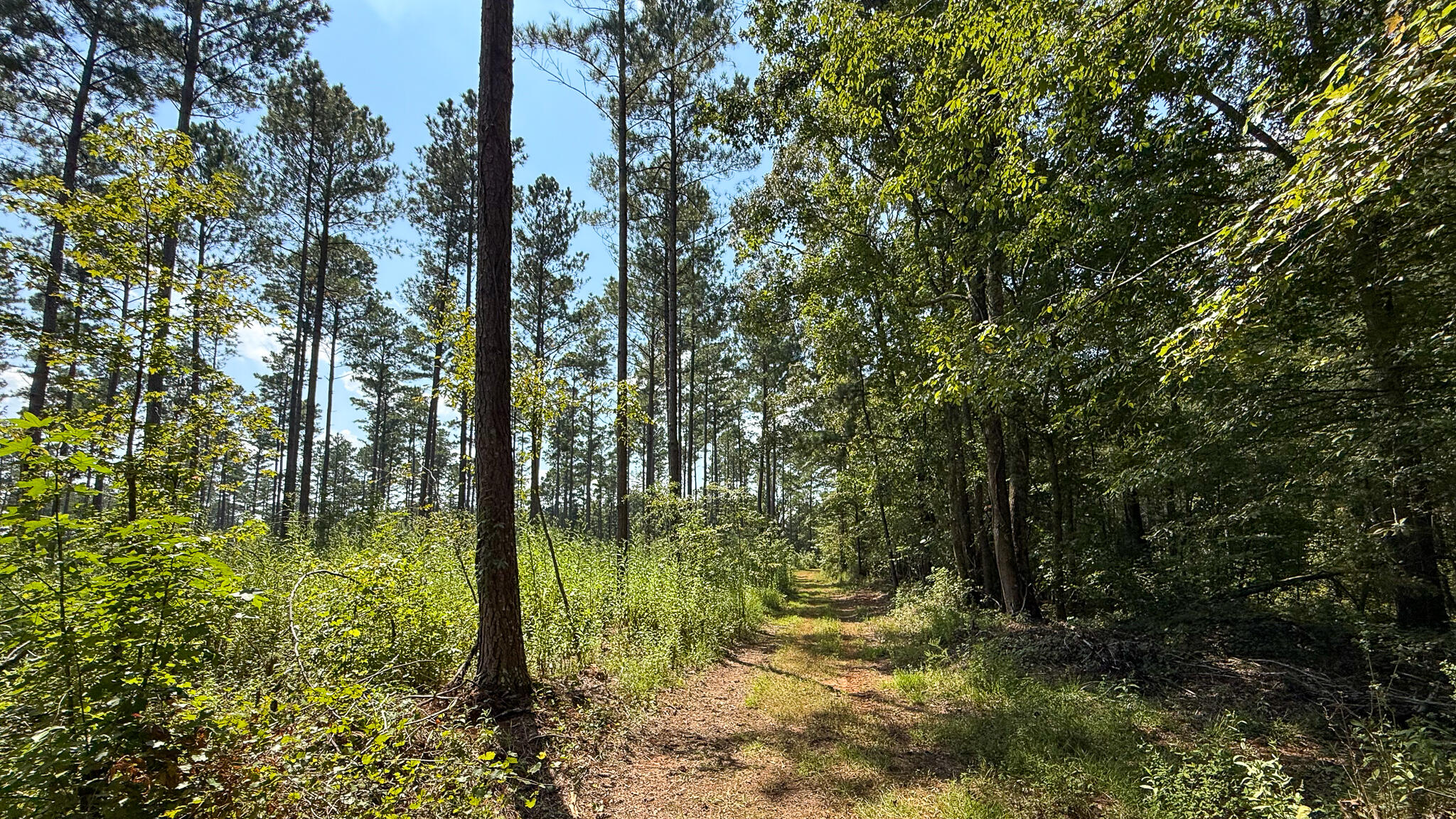0 Bailey Road Buffalo, SC 29321 - Photo 5 of 16 Buffalo Tract Compass South Land Sales-1