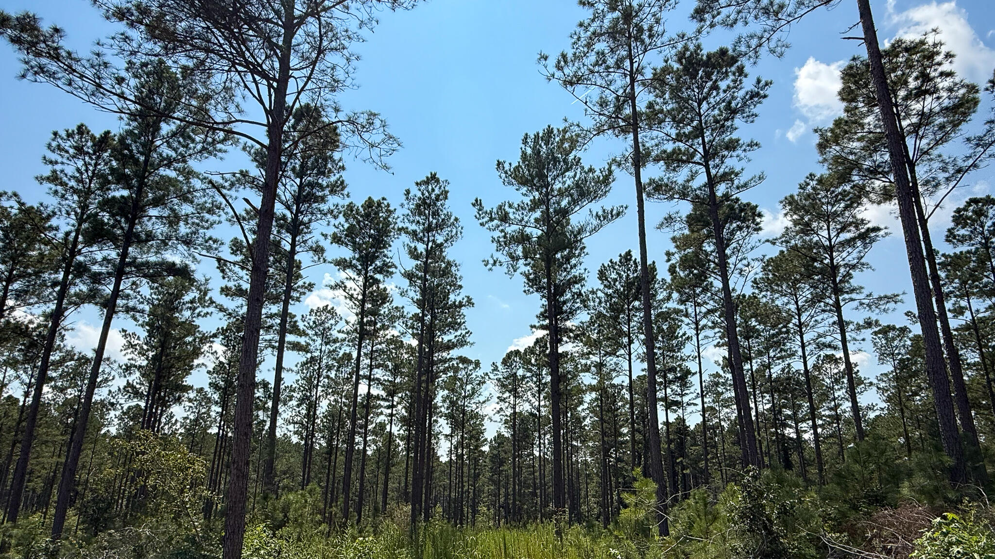 0 Bailey Road Buffalo, SC 29321 - Photo 7 of 16 Buffalo Tract Compass South Land Sales-1