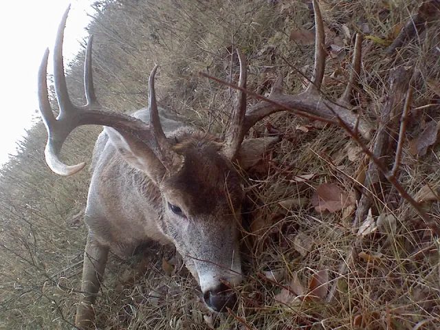 a view of a yard with wooden fence