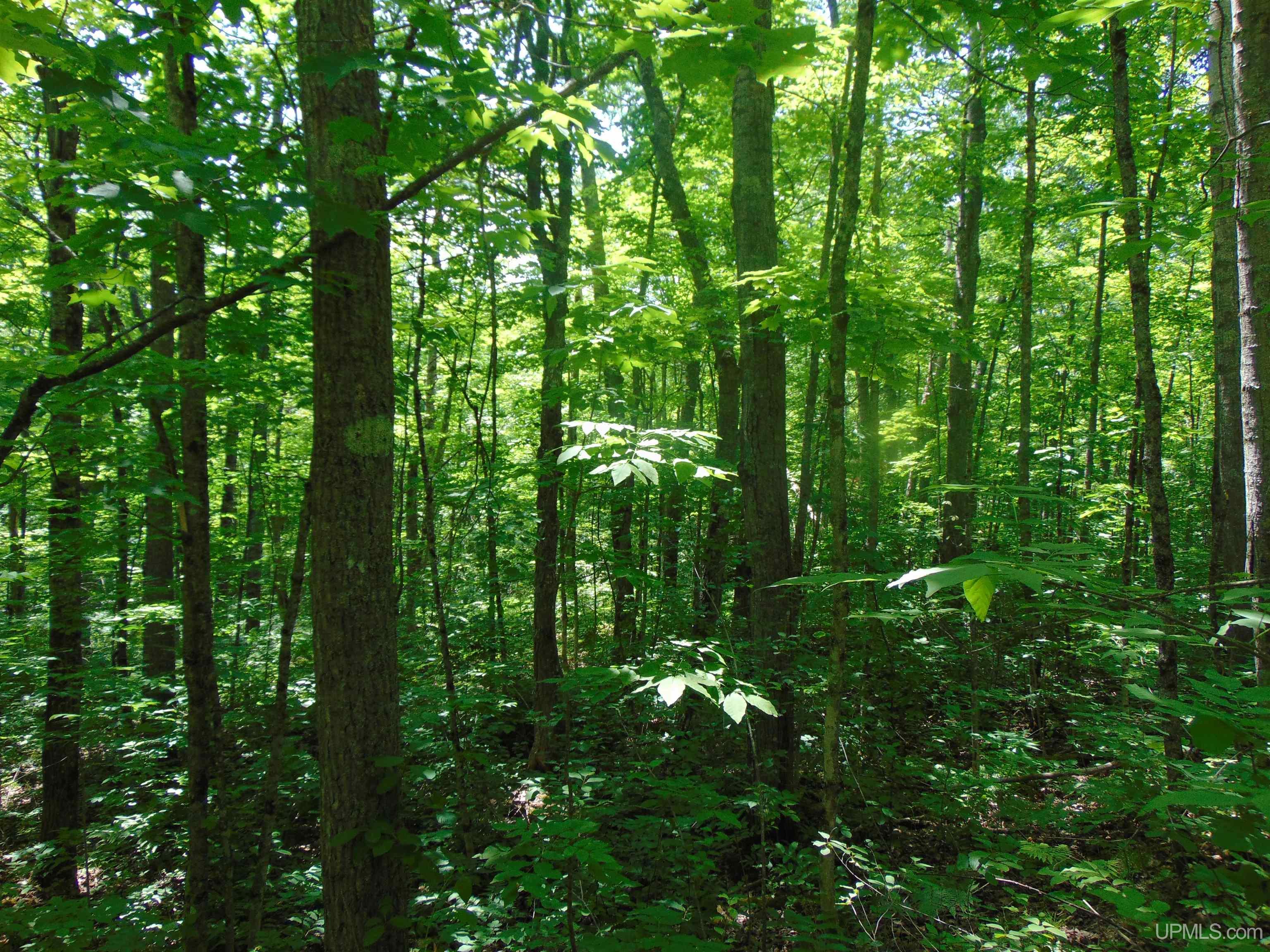 24954 Victoria Dam Road Rockland, MI 49960 - Photo 70 of 78