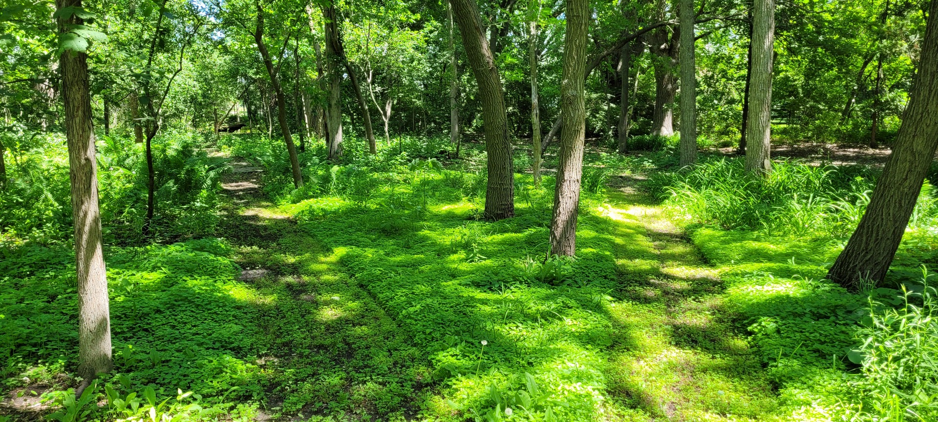 2010 Bilter Road Aurora, IL 60502 - Photo 39 of 47 a view of forest