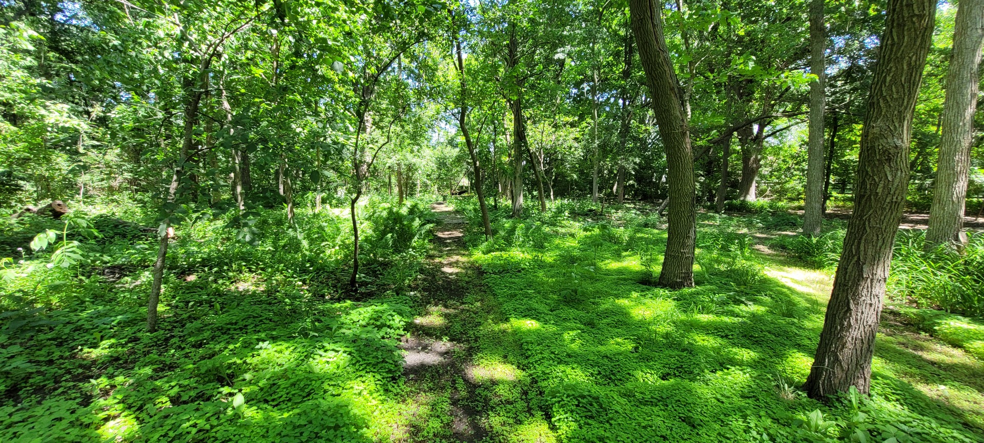 2010 Bilter Road Aurora, IL 60502 - Photo 40 of 47 a view of a lush green forest