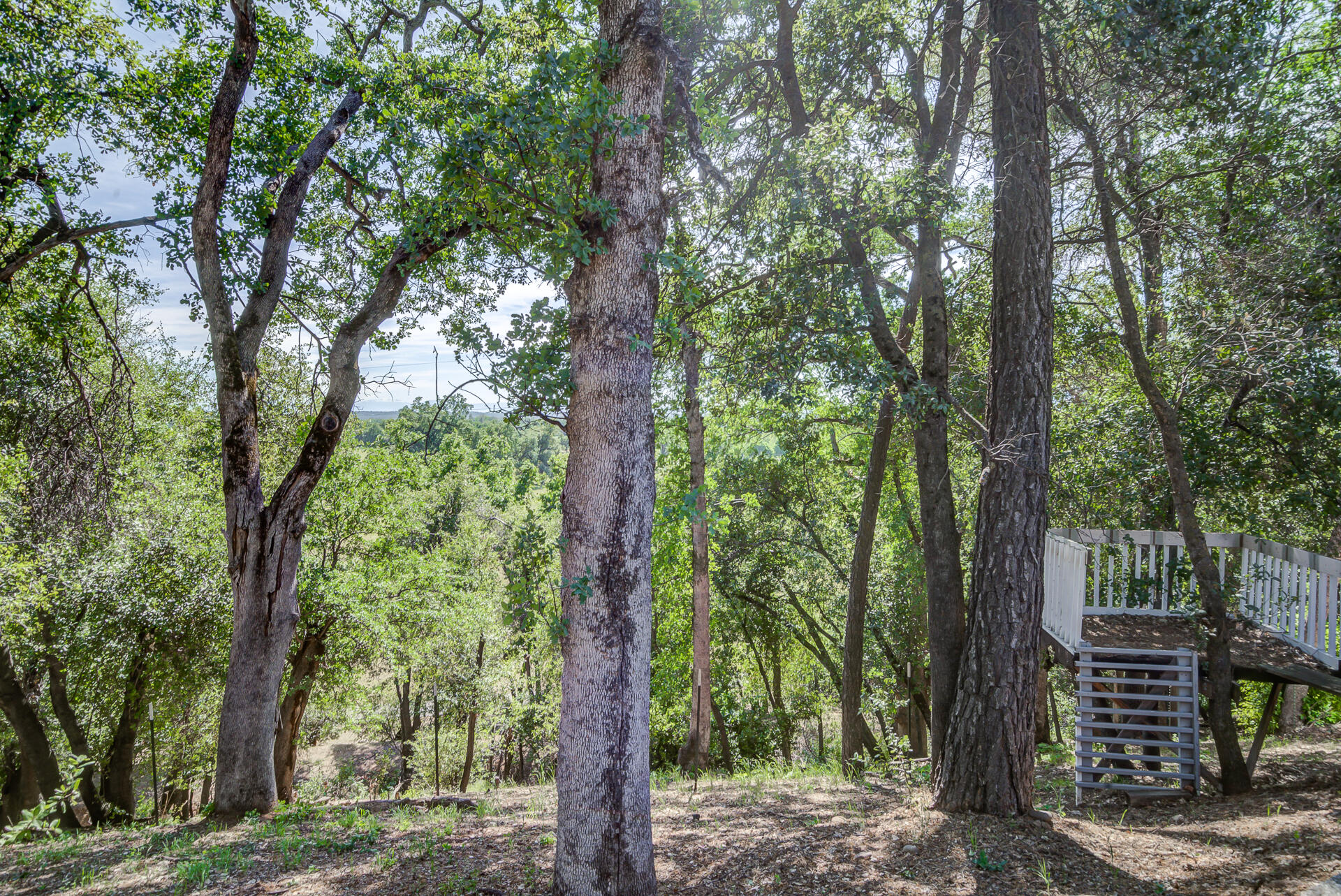 5146 Surrey Drive Redding, CA 96002 - Photo 56 of 57 a view of a forest with trees