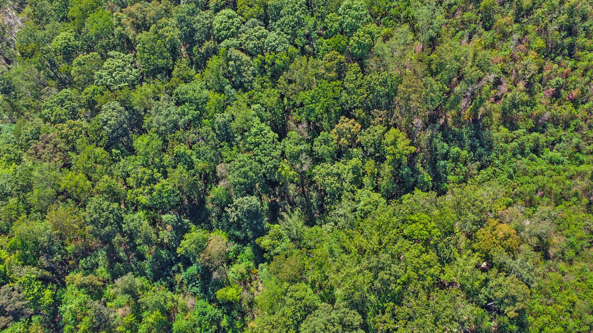 0 Overview Road Crossville, TN 38572 - Photo 17 of 18 a view of a lush green forest