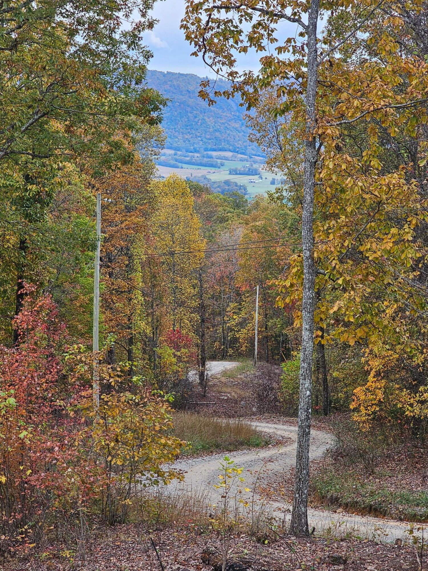 0 Overview Road Crossville, TN 38572 - Photo 3 of 18 a view of a yard with trees