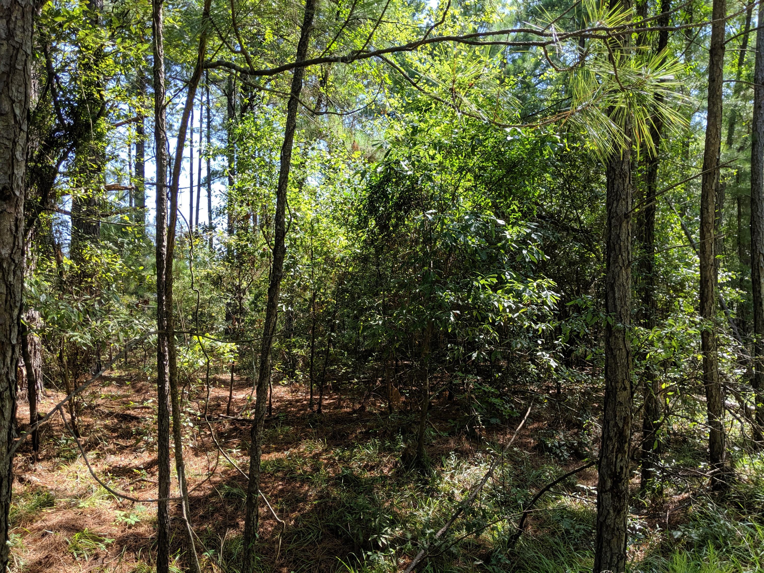 6040 Dove Point Road Santee, SC 29142 - Photo 1 of 5 IMG_20190719_105253