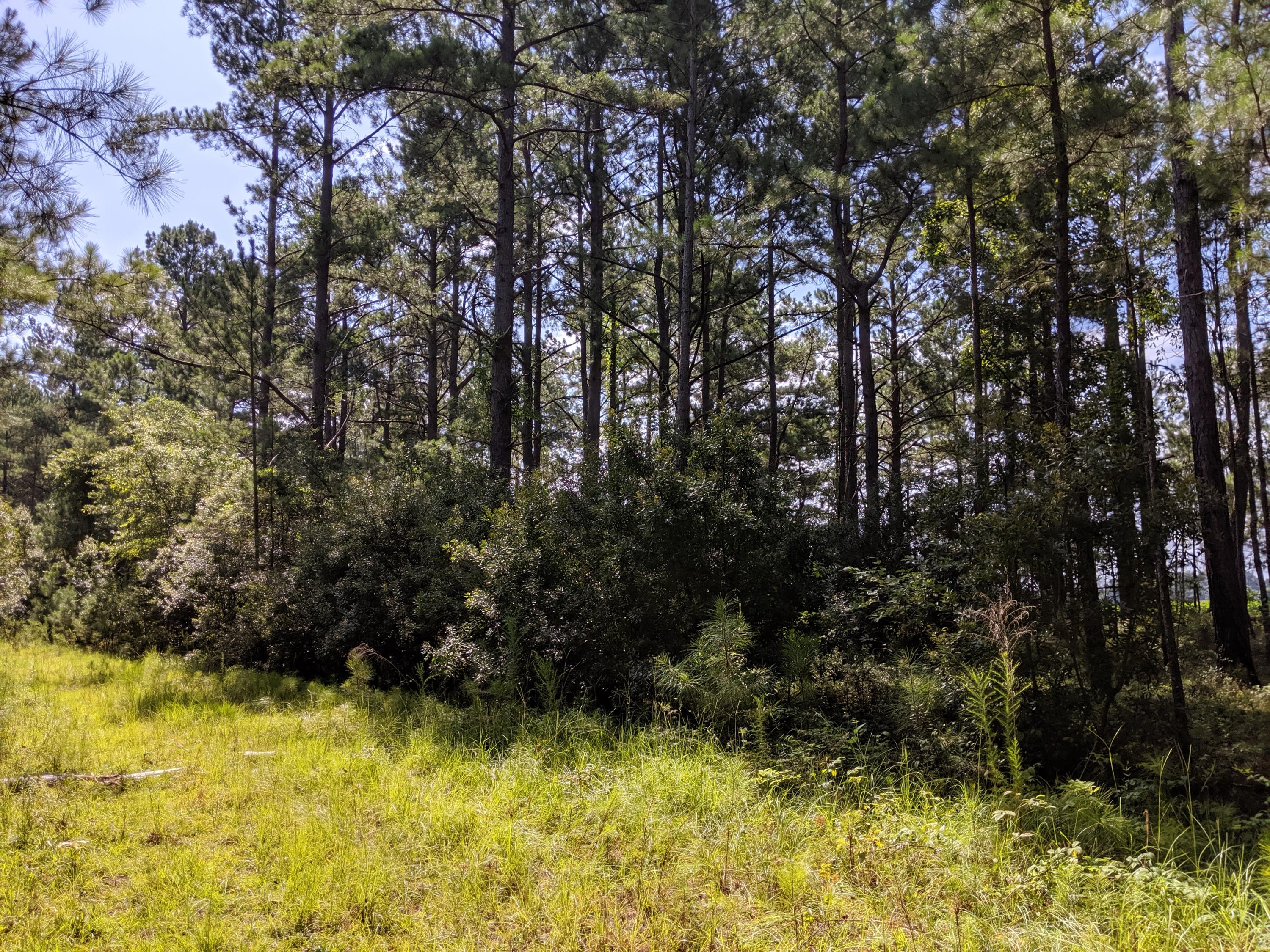 6040 Dove Point Road Santee, SC 29142 - Photo 2 of 5 IMG_20190719_105256