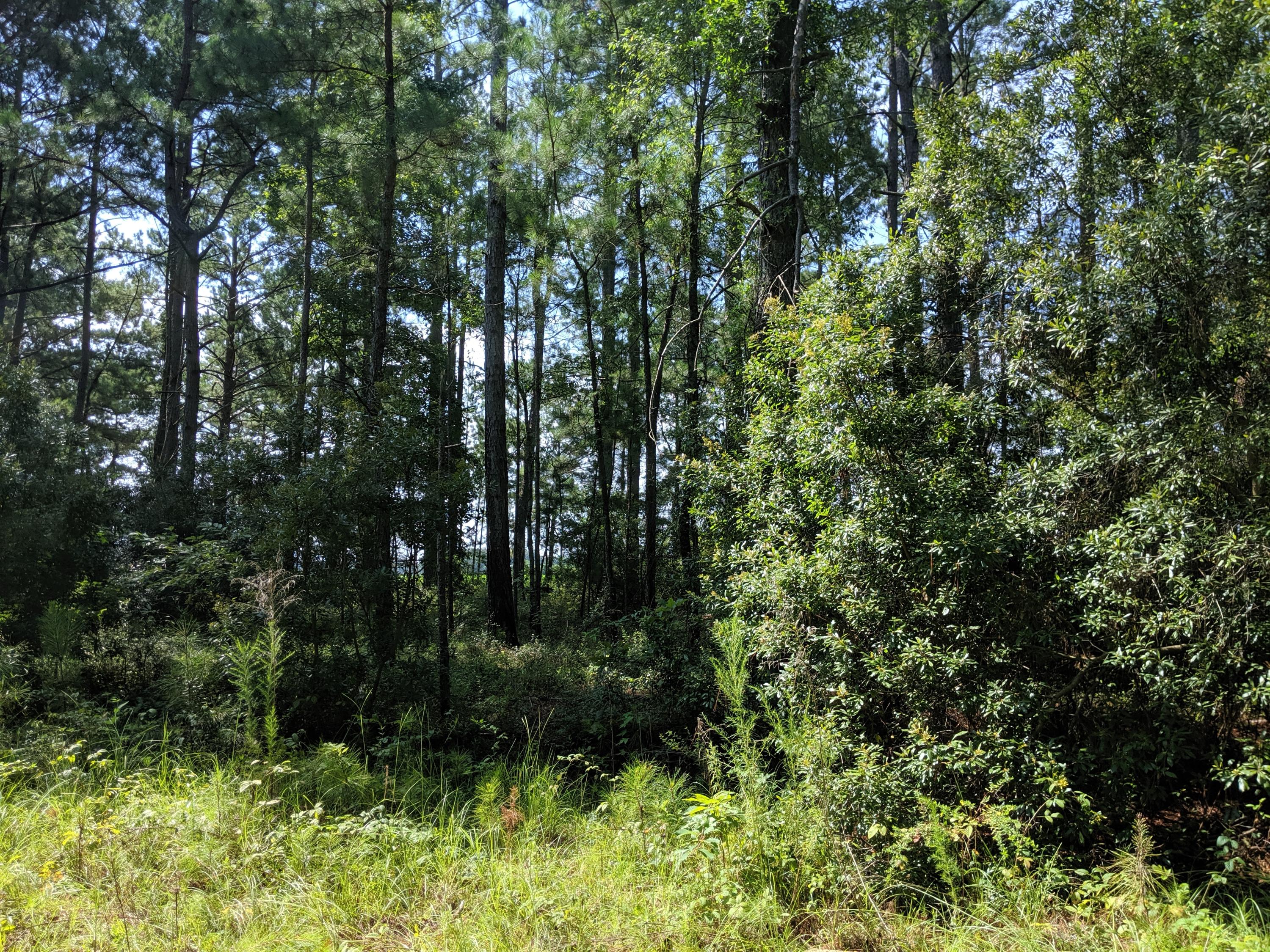 6040 Dove Point Road Santee, SC 29142 - Photo 3 of 5 IMG_20190719_105258