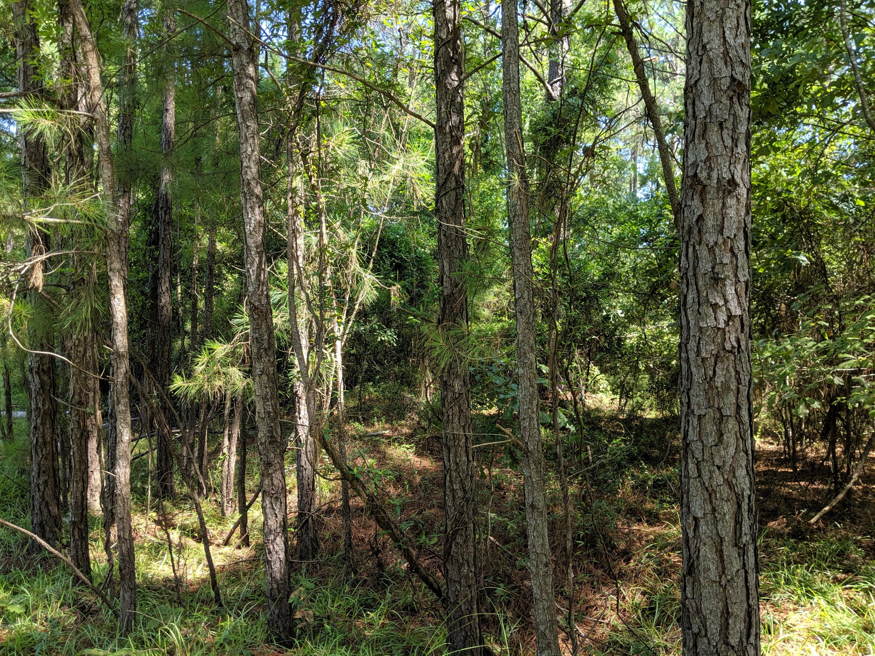 6040 Dove Point Road Santee, SC 29142 - Photo 4 of 5 IMG_20190719_105302
