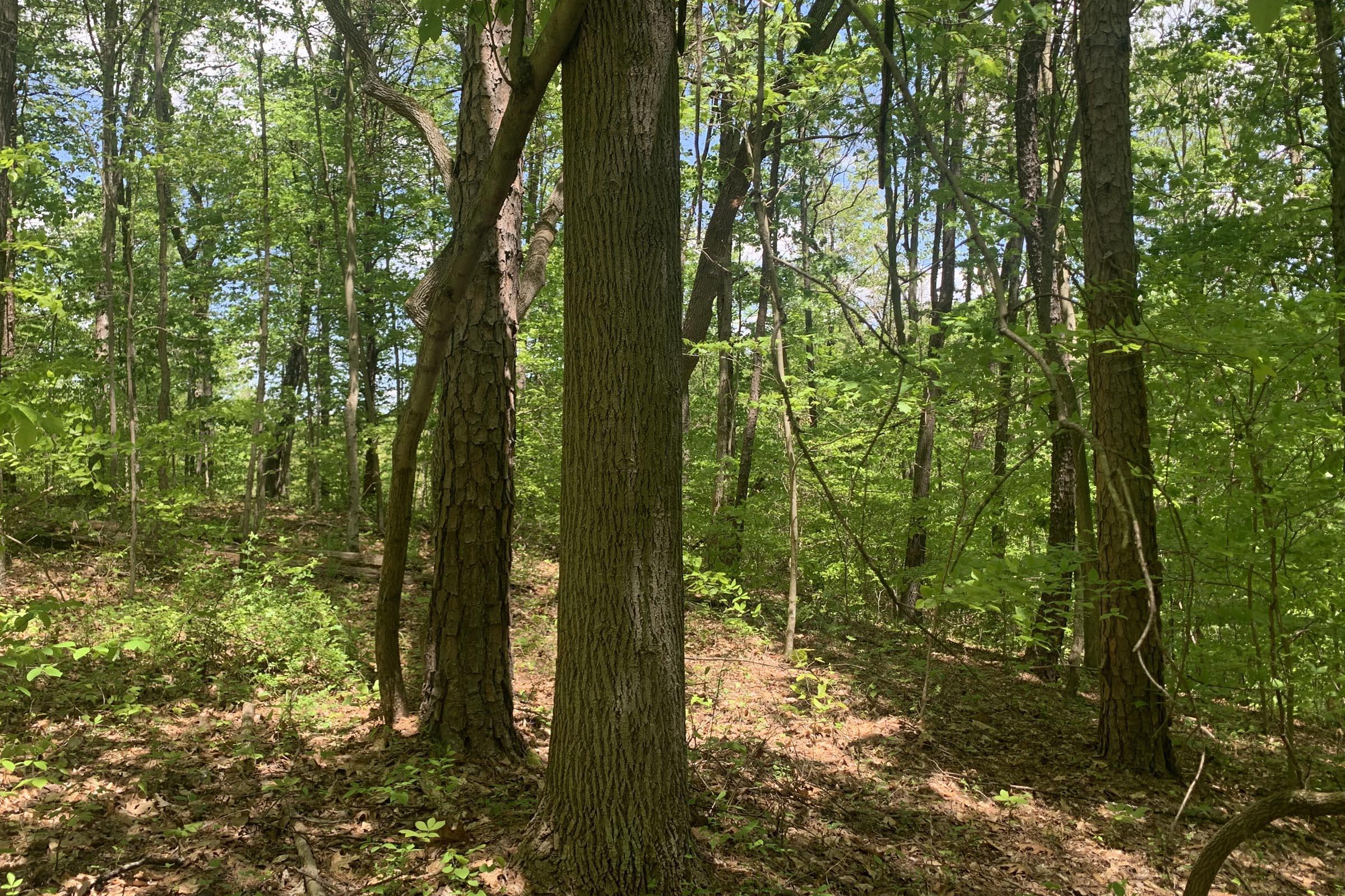 0 Tennant Road, Unit TRACT 2 Ray, OH 45672 - Photo 3 of 39 20230509_170700139_iOS