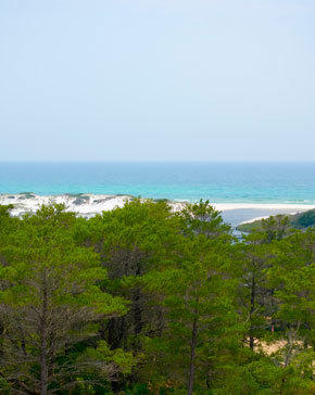 Lot 1 Thistle Lane Santa Rosa Beach, FL 32459 - Photo 9 of 11 trees-gulf