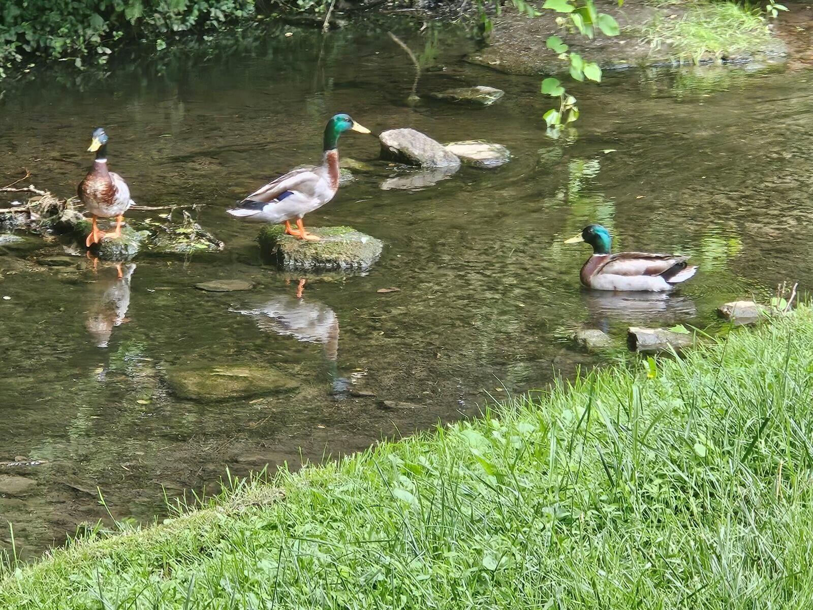 260 Old Mt Tabor Road, Unit 24 Lexington, KY 40502 - Photo 2 of 29 Ducks