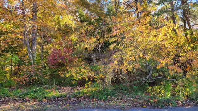 a view of a tree with a wooden fence