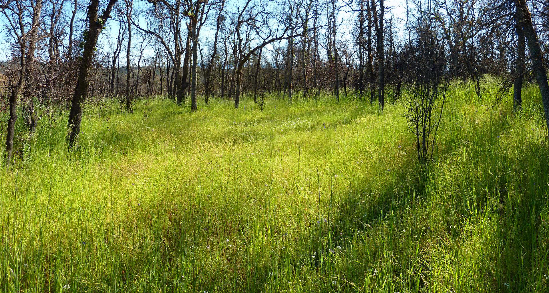 40-acres 40-acres Road Igo, CA 96047 - Photo 19 of 27 m