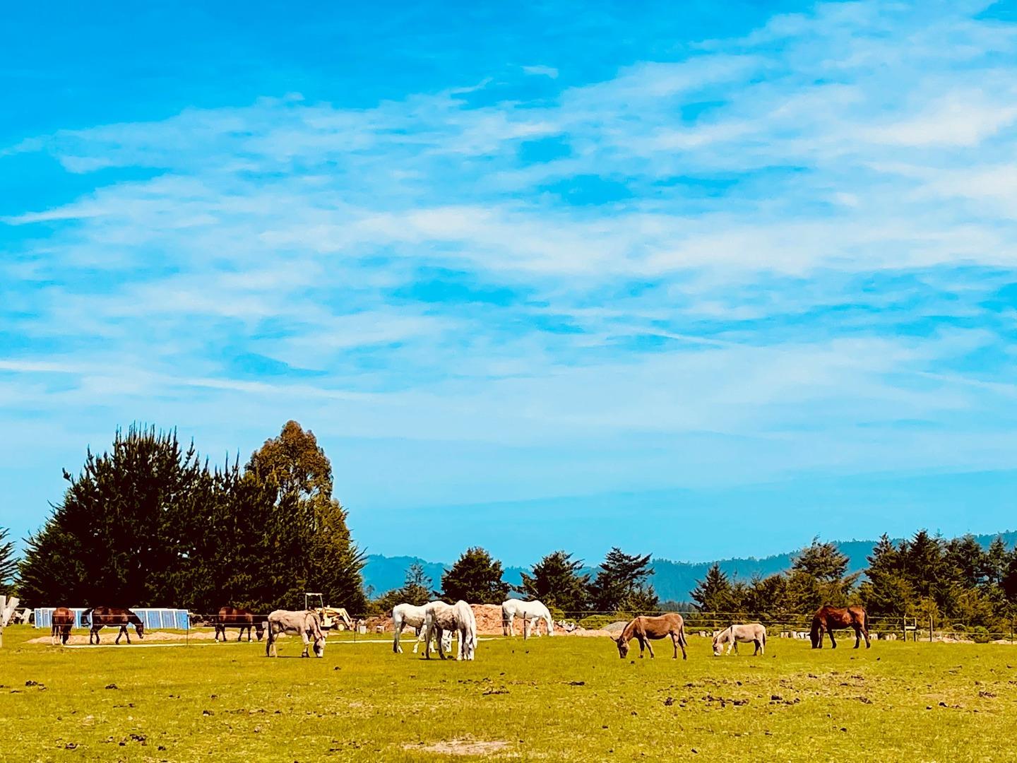 0 Pigeon Point Road Pescadero, CA 94060 - Photo 11 of 31
