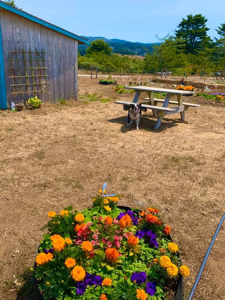 0 Pigeon Point Road Pescadero, CA 94060 - Photo 3 of 31