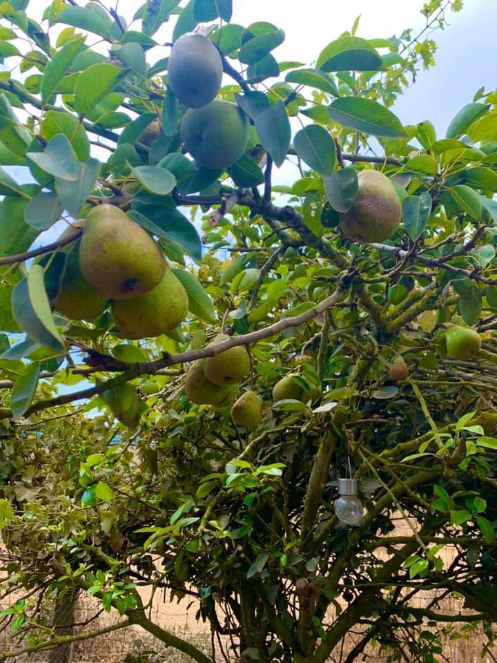 0 Pigeon Point Road Pescadero, CA 94060 - Photo 6 of 31