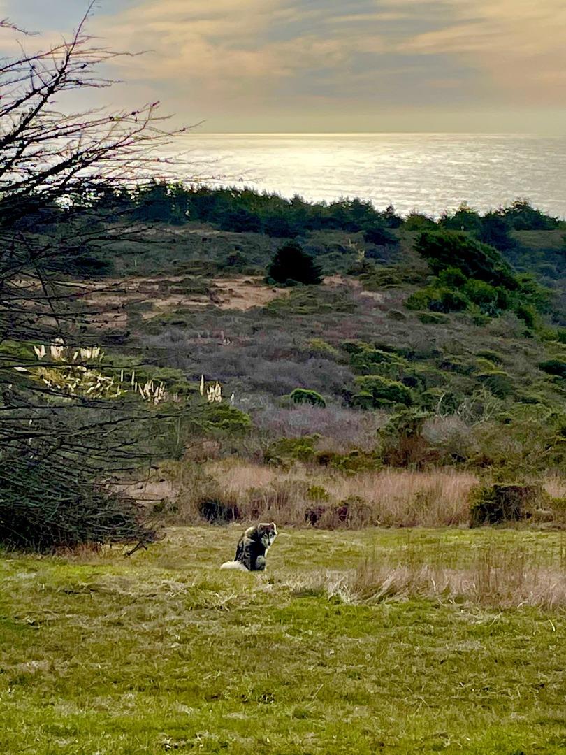 0 Pigeon Point Road Pescadero, CA 94060 - Photo 10 of 31