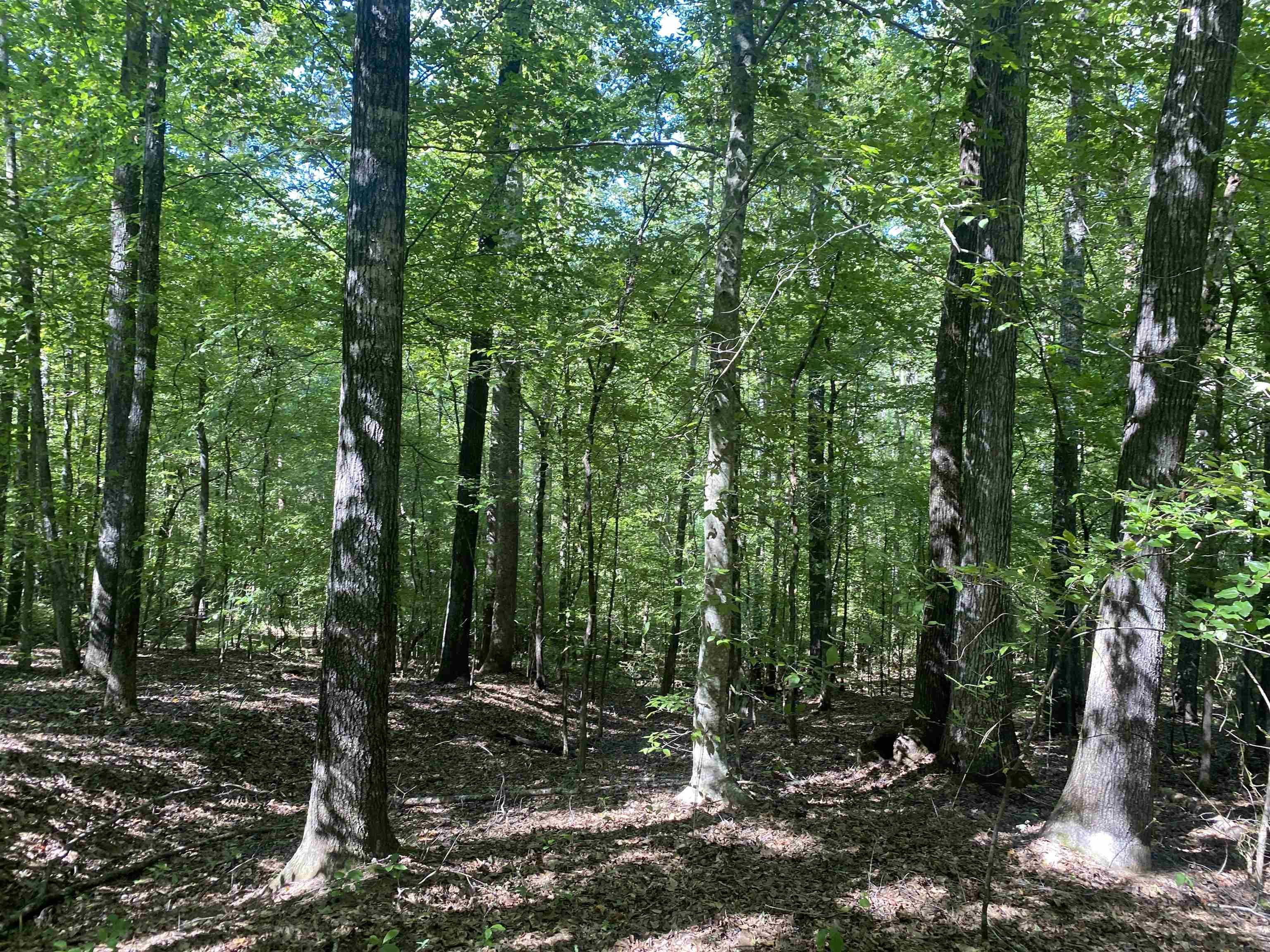 1 Clifton Road Savannah, TN 38372 - Photo 11 of 38 a view of a forest with trees