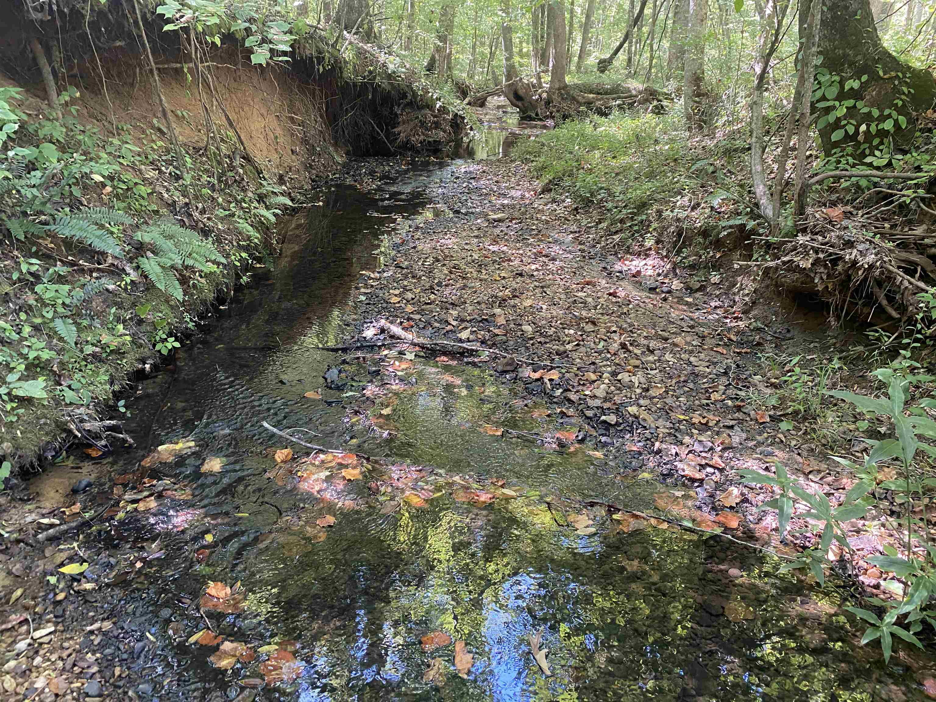 1 Clifton Road Savannah, TN 38372 - Photo 13 of 38 a view of a lake with lots of bushes