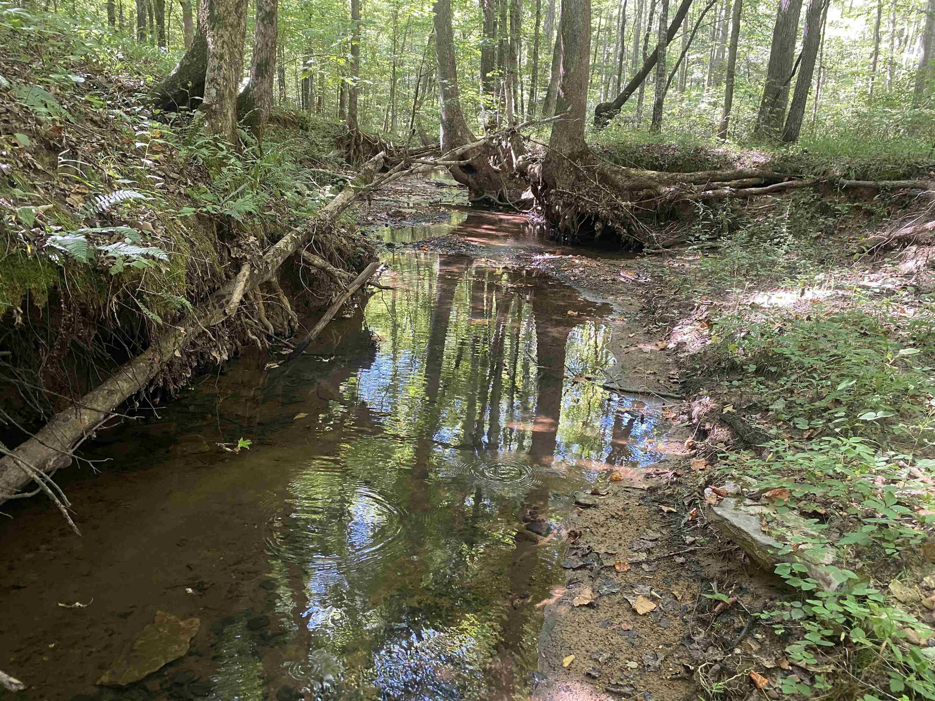1 Clifton Road Savannah, TN 38372 - Photo 14 of 38 a view of fountain in middle of the forest