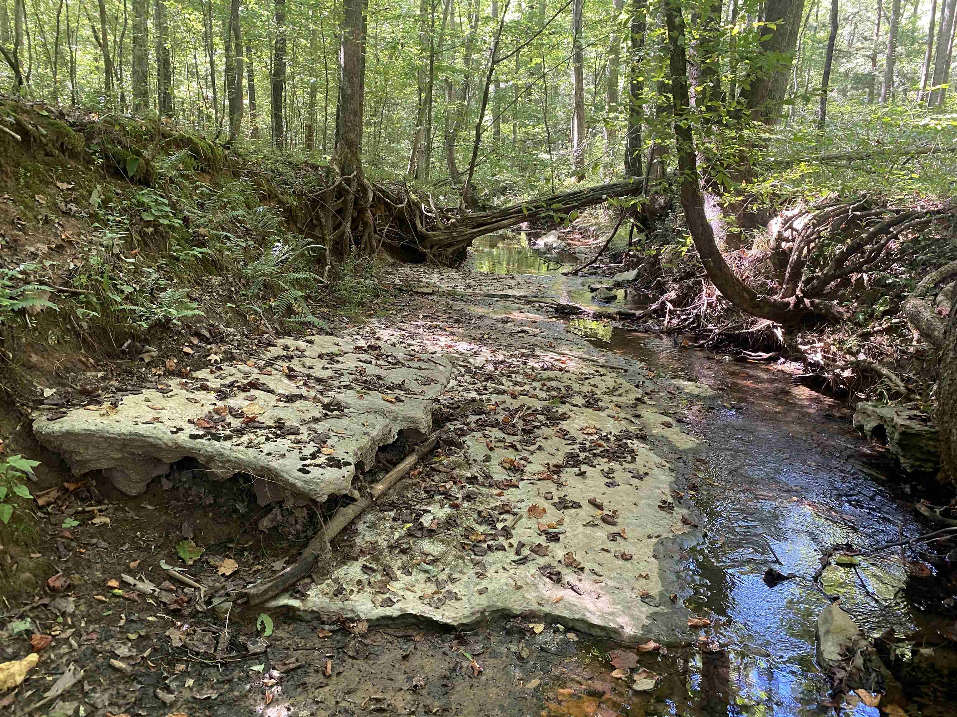 1 Clifton Road Savannah, TN 38372 - Photo 16 of 38 a view of a forest with lots of trees