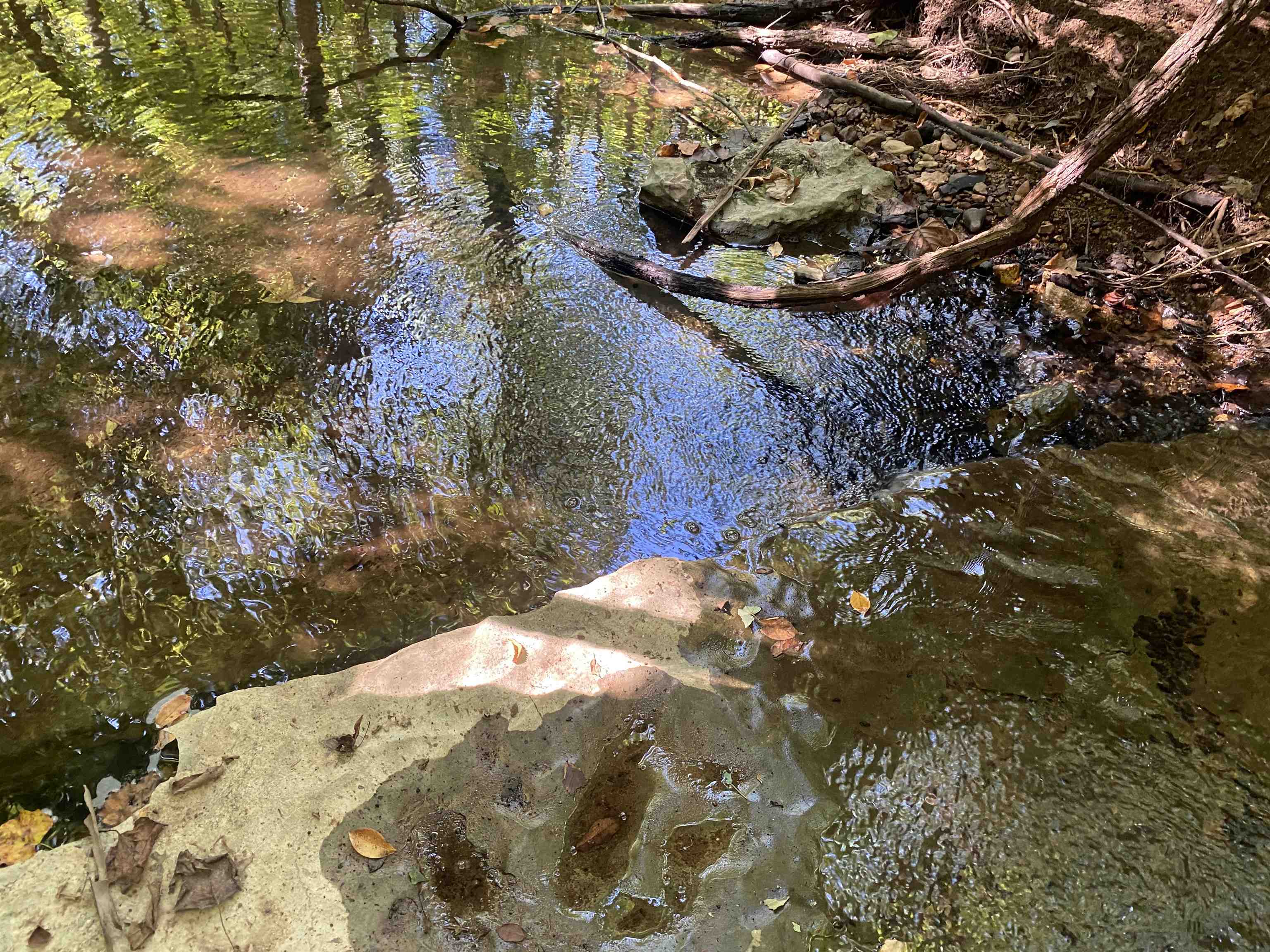1 Clifton Road Savannah, TN 38372 - Photo 17 of 38 a view of a tree in a yard