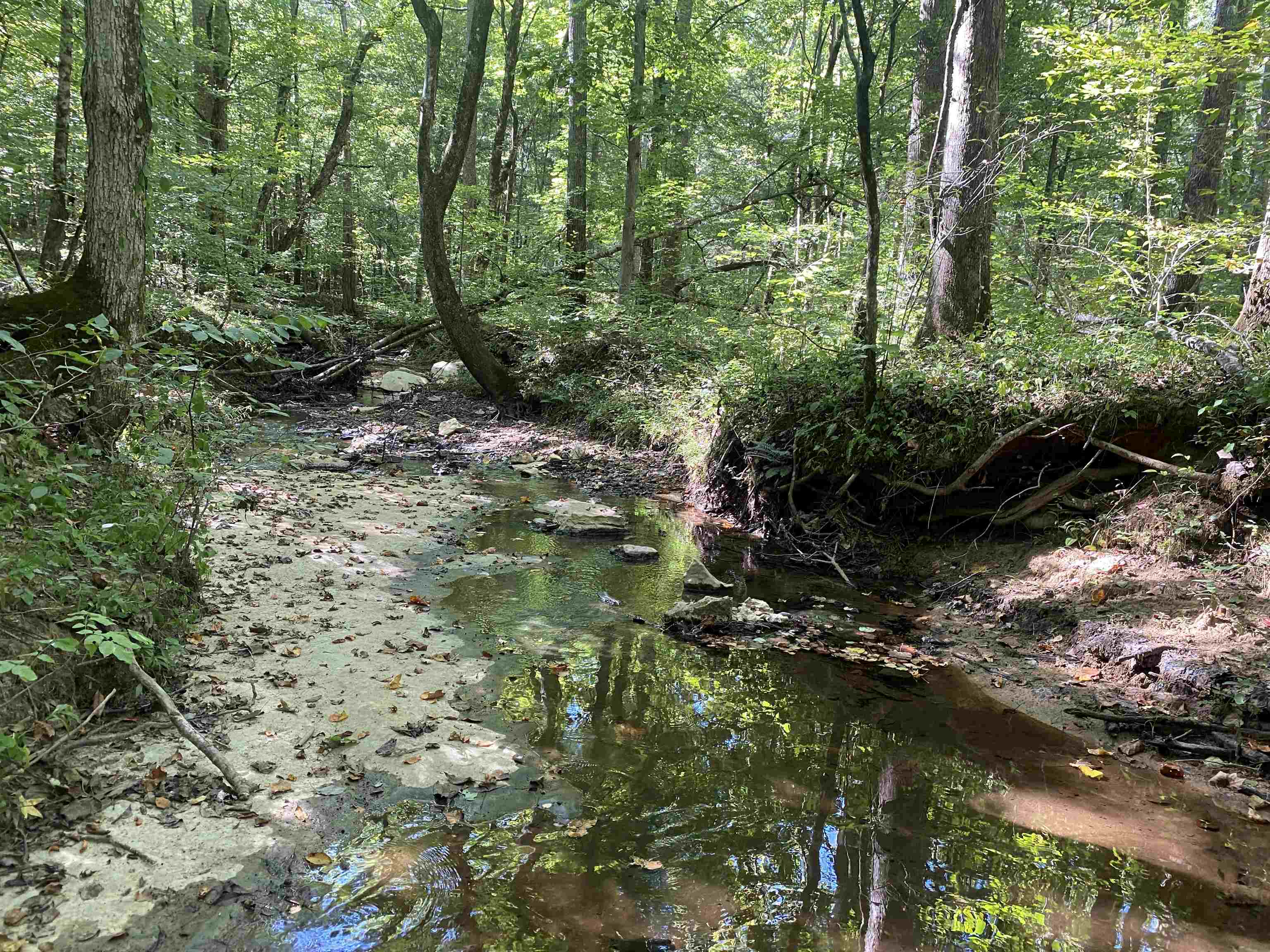 1 Clifton Road Savannah, TN 38372 - Photo 19 of 38 a backyard of a house with lots of green space