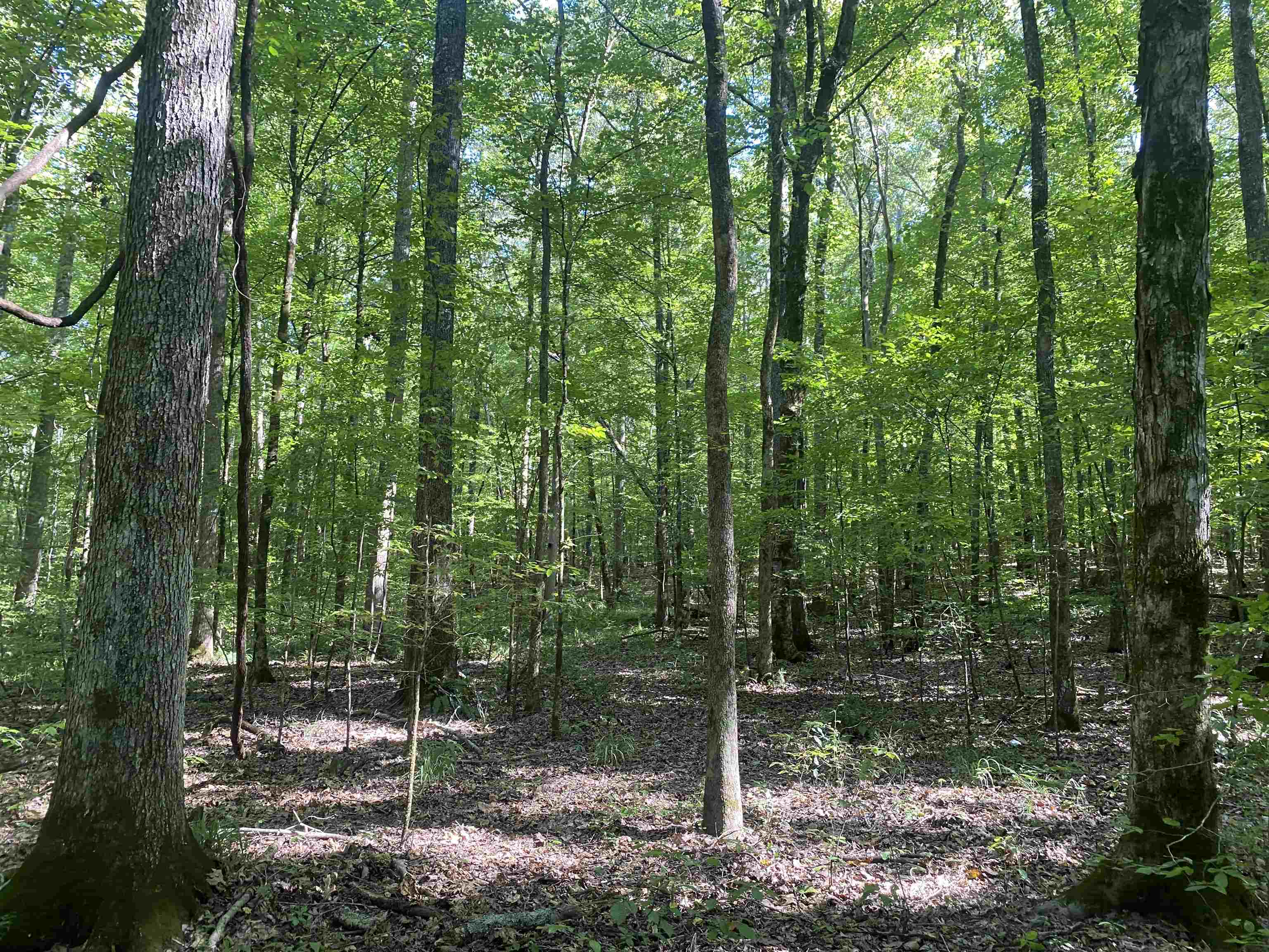 1 Clifton Road Savannah, TN 38372 - Photo 2 of 38 a view of a forest