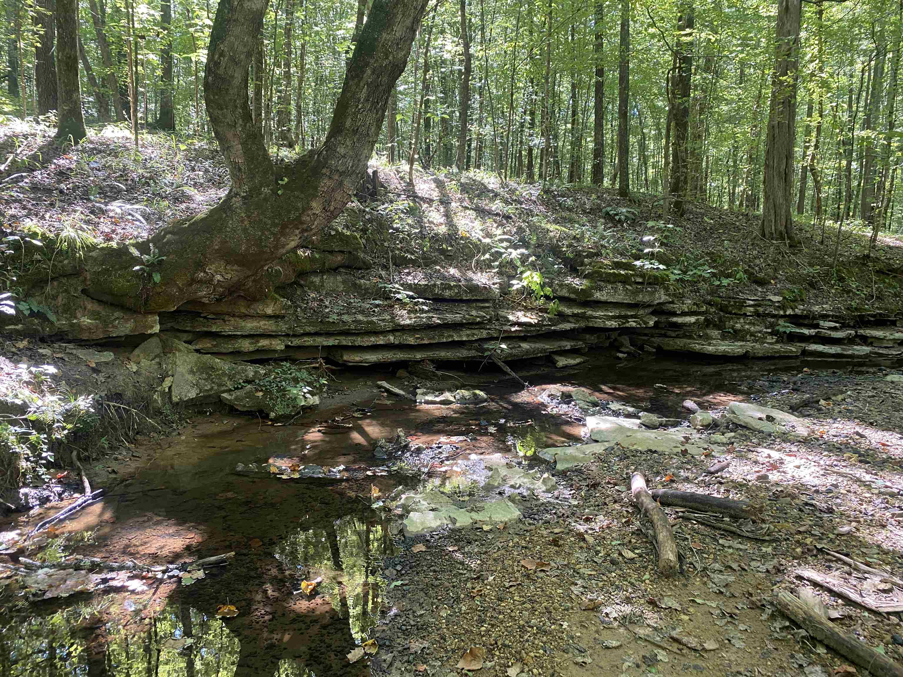 1 Clifton Road Savannah, TN 38372 - Photo 21 of 38 a backyard of a house