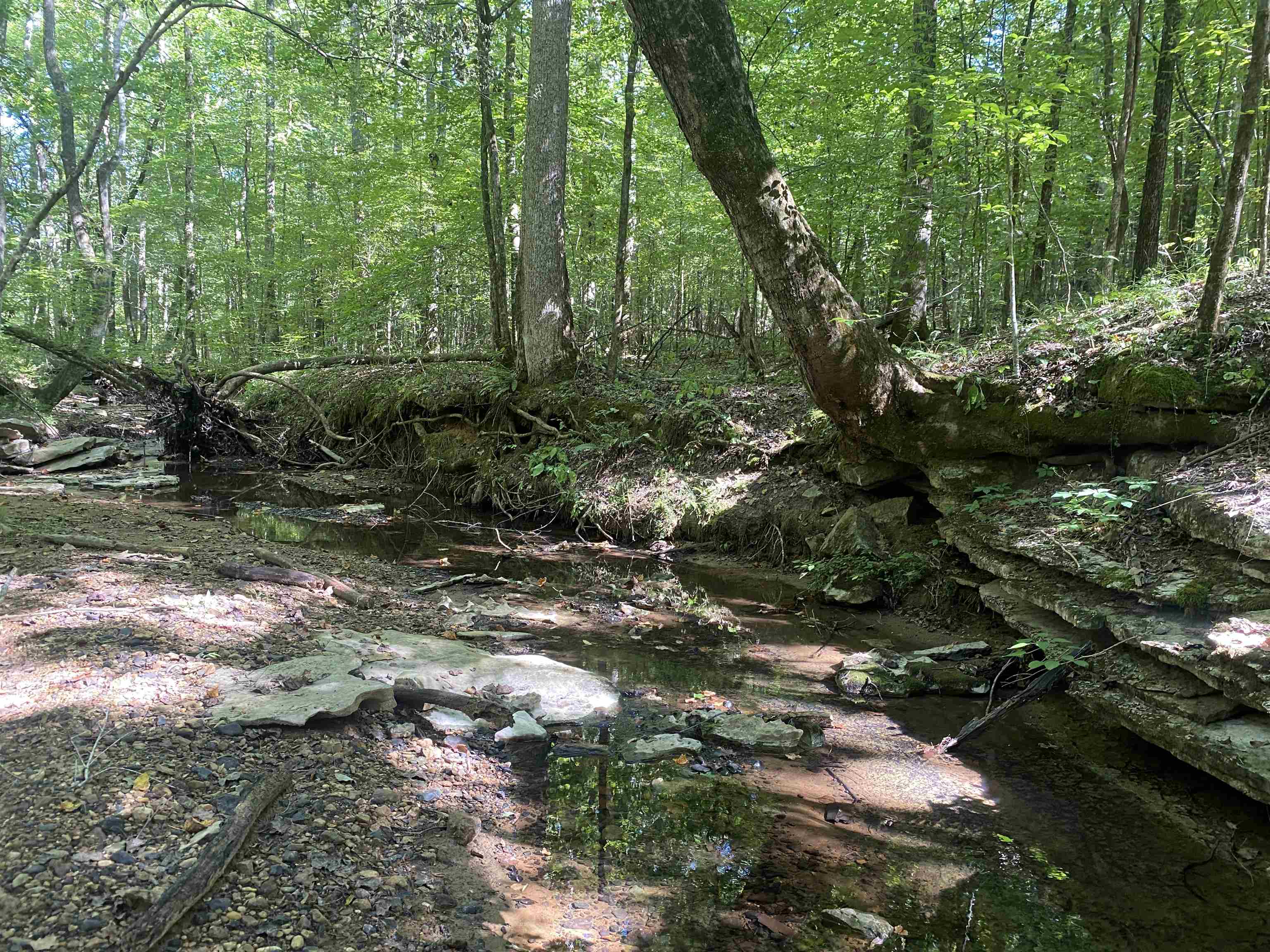 1 Clifton Road Savannah, TN 38372 - Photo 24 of 38 a view of a forest filled with trees