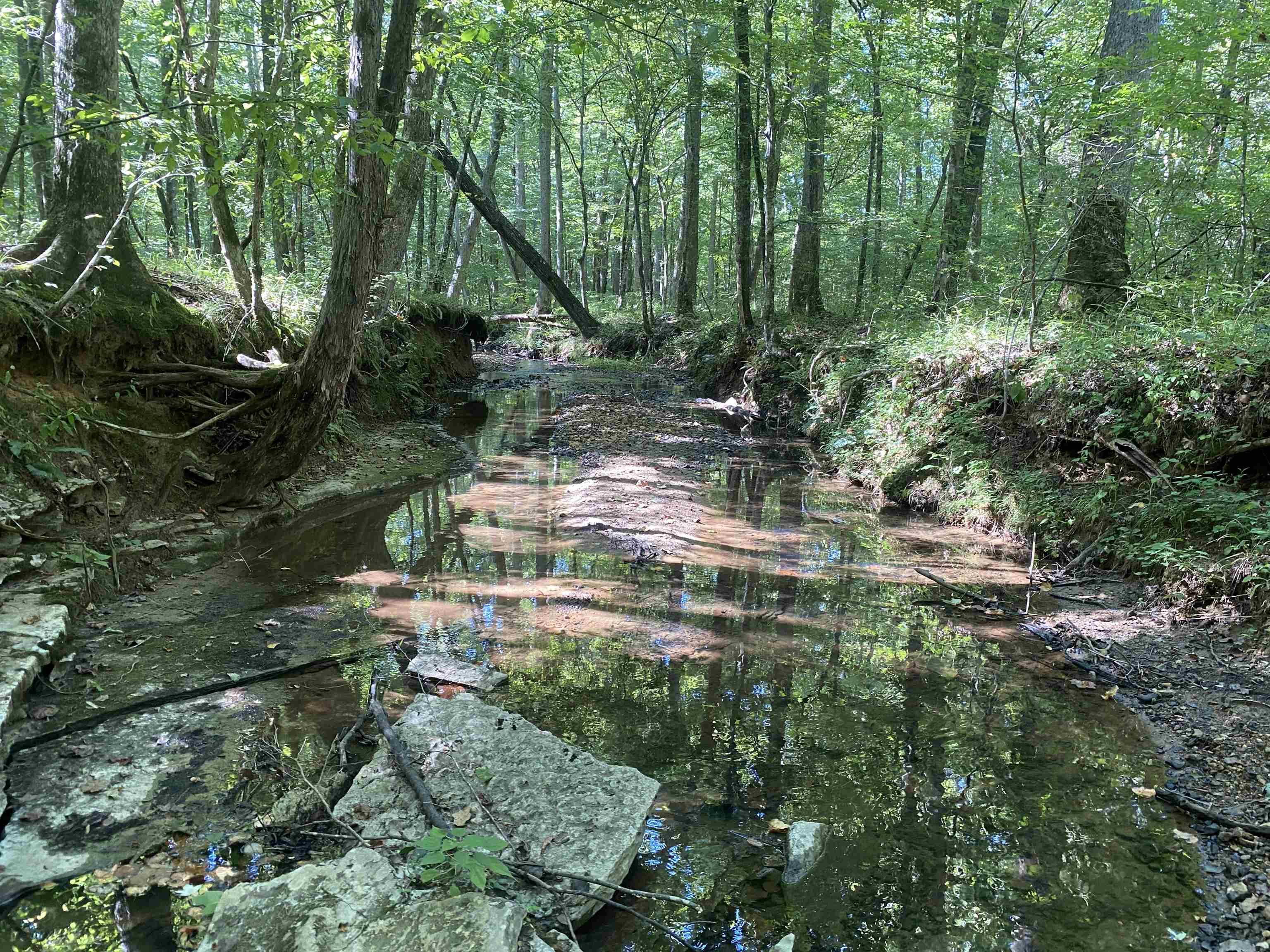 1 Clifton Road Savannah, TN 38372 - Photo 25 of 38 a backyard of a house with lots of green space