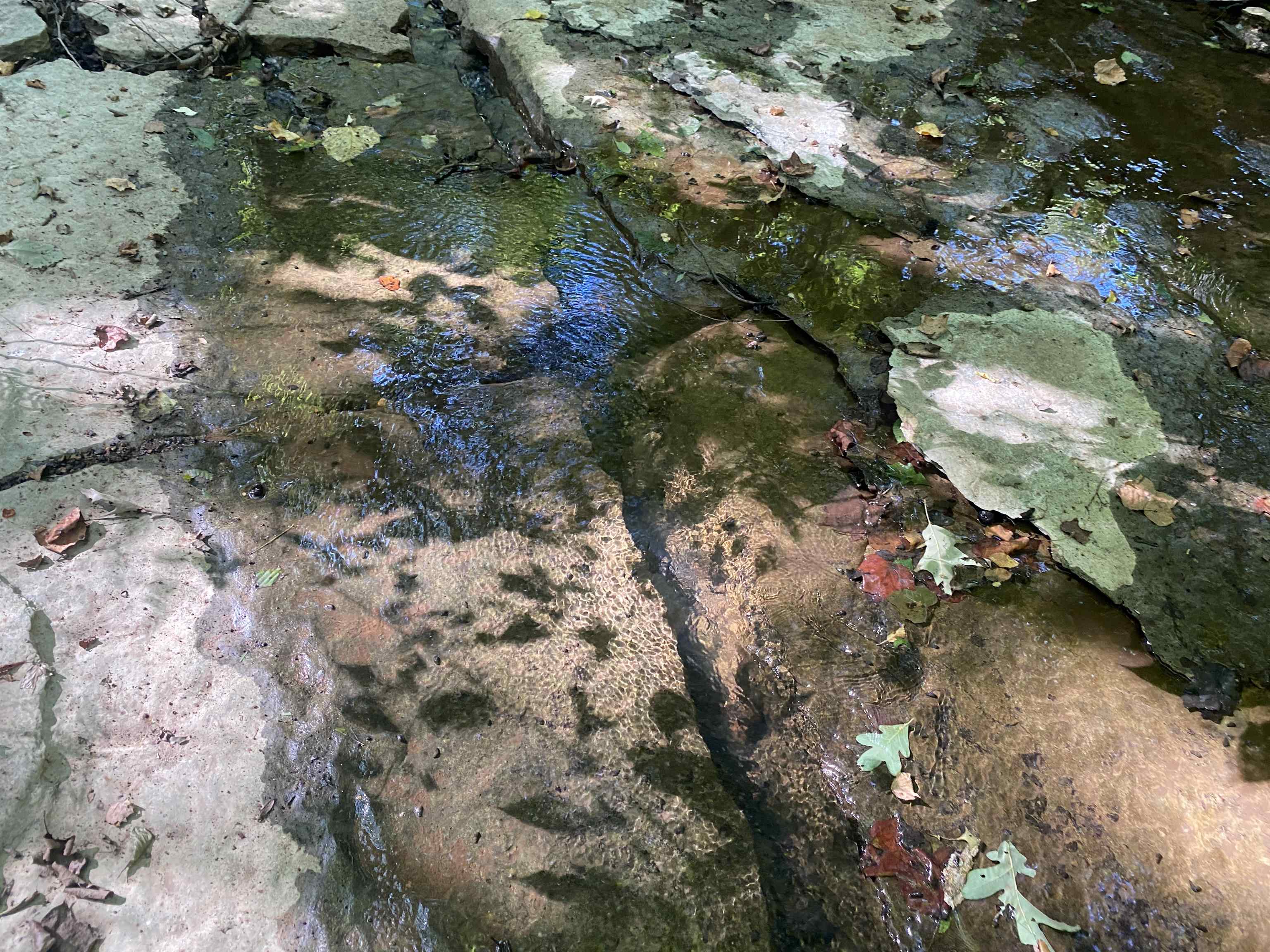 1 Clifton Road Savannah, TN 38372 - Photo 27 of 38 a close up of a tree