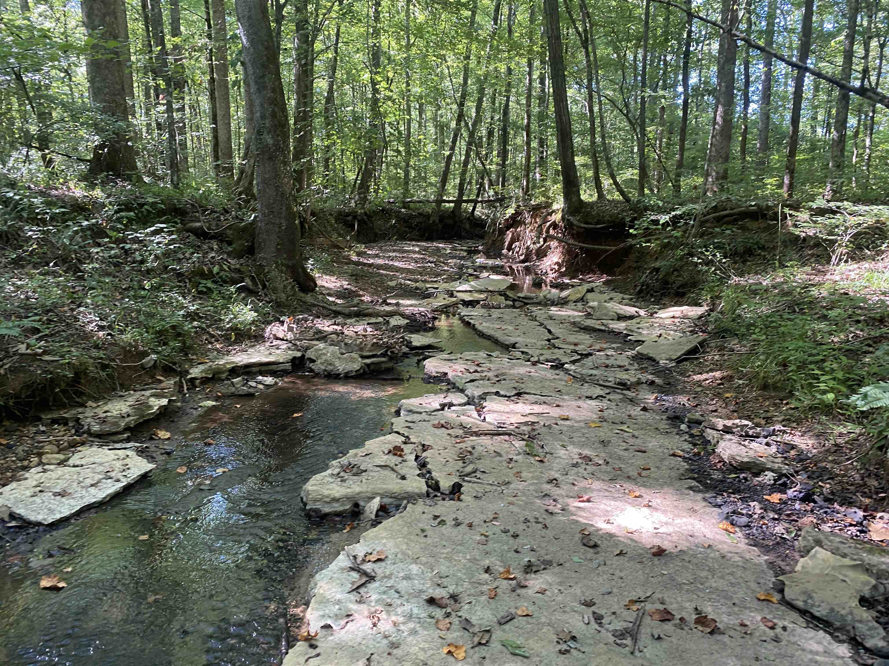 1 Clifton Road Savannah, TN 38372 - Photo 29 of 38 a backyard of a house with lots of green space