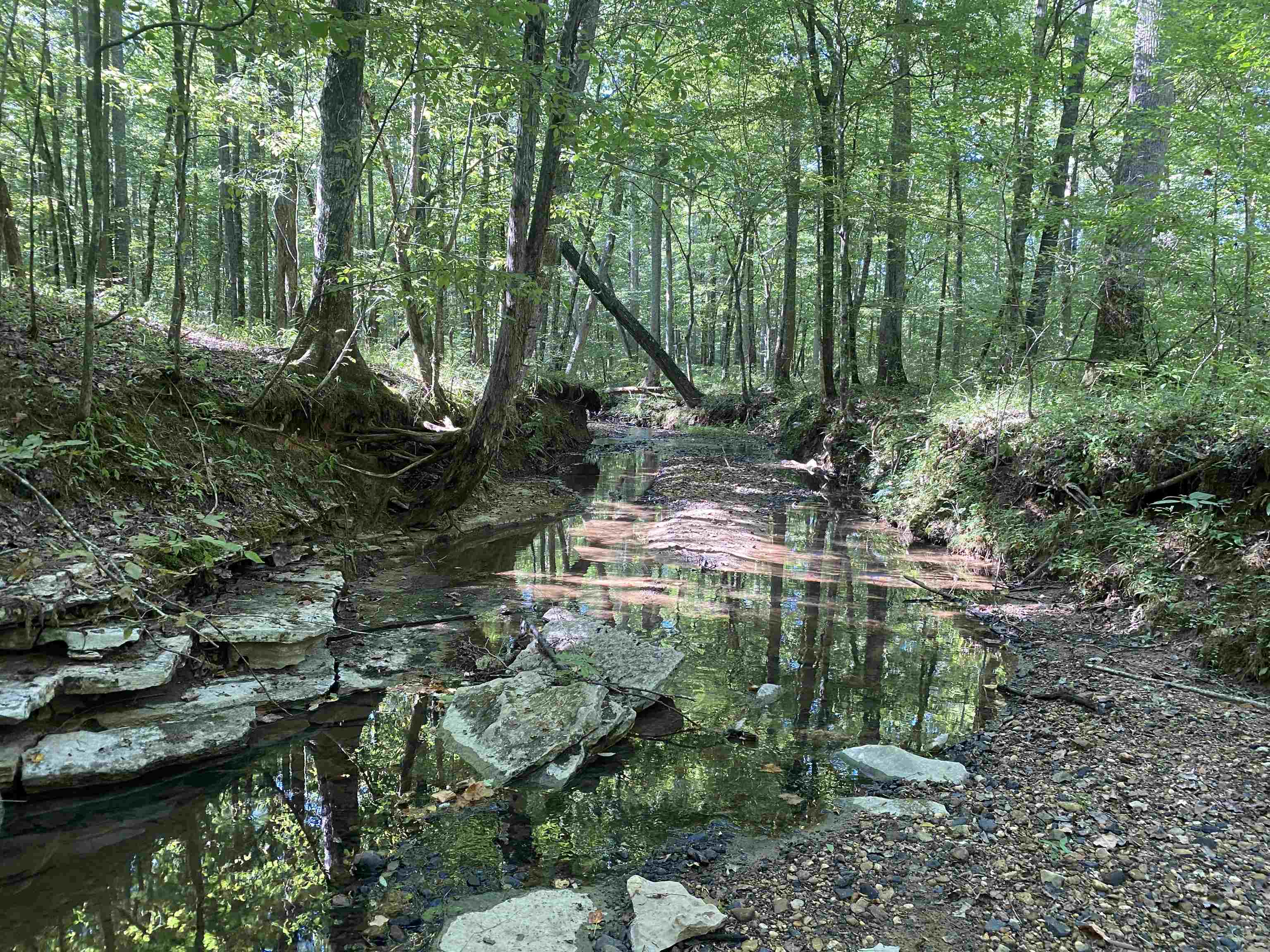 1 Clifton Road Savannah, TN 38372 - Photo 3 of 38 a backyard of a house with lots of green space