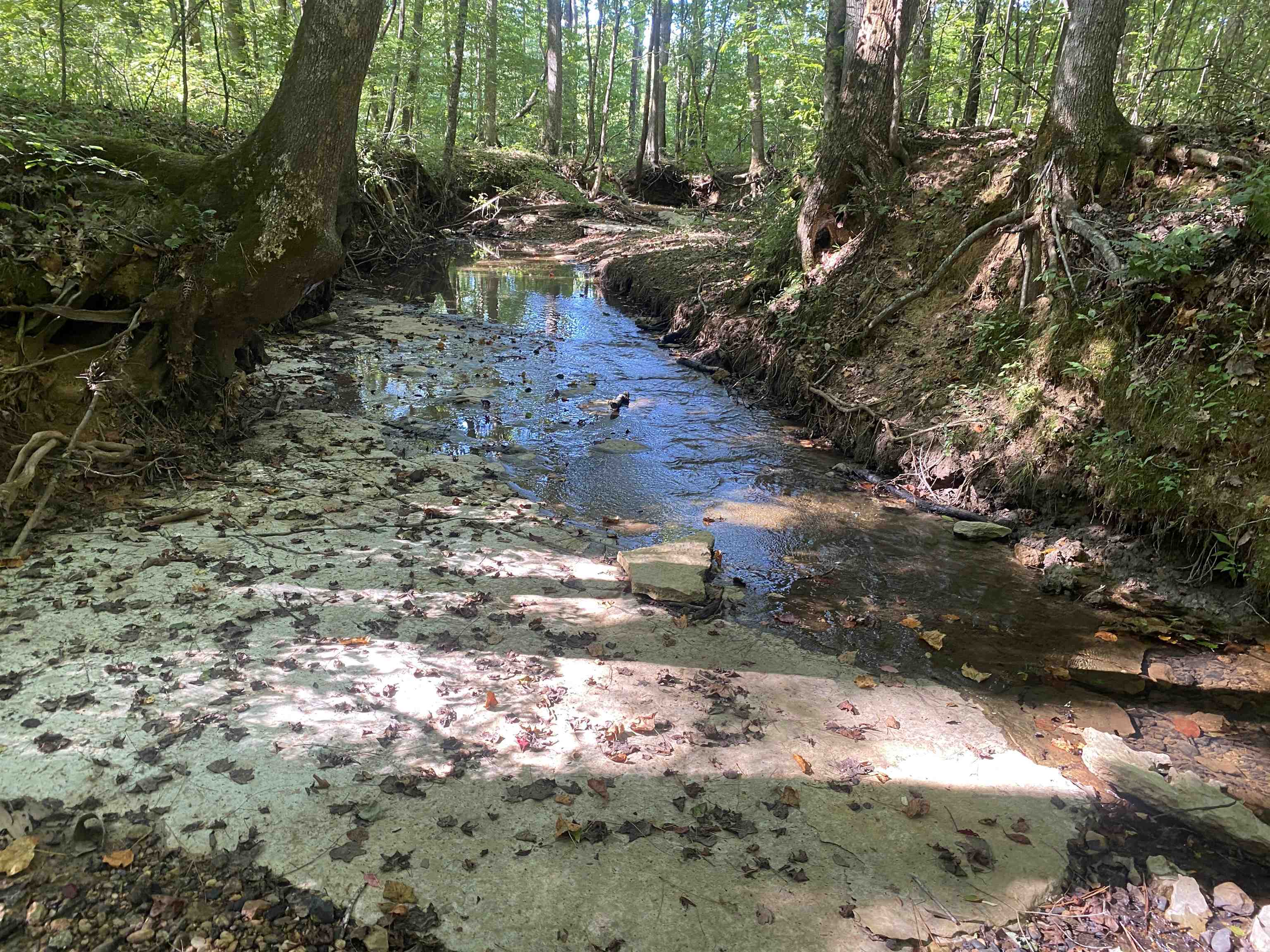 1 Clifton Road Savannah, TN 38372 - Photo 31 of 38 a view of a yard with plants and trees