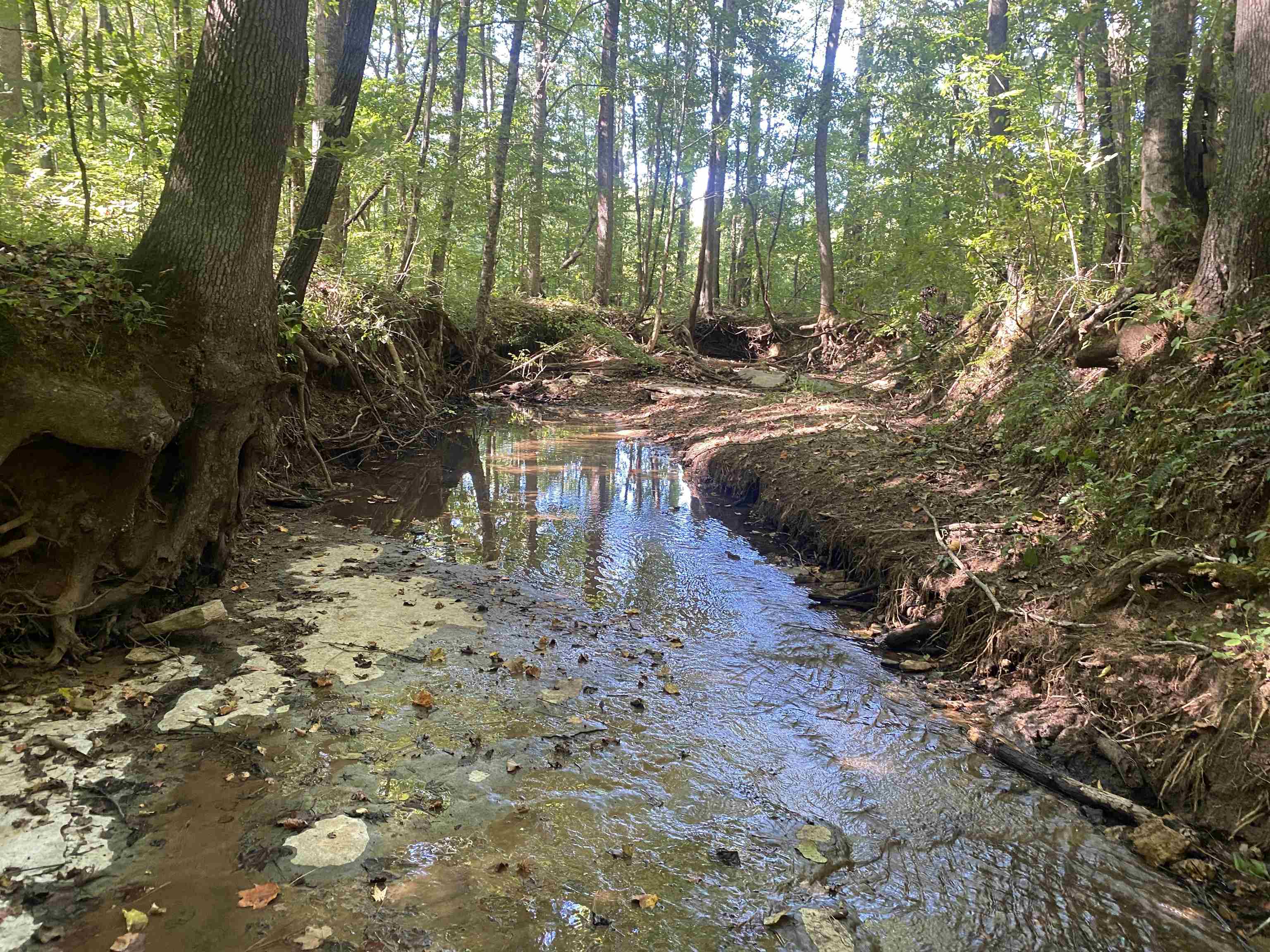 1 Clifton Road Savannah, TN 38372 - Photo 33 of 38 a view of a yard with plants and trees