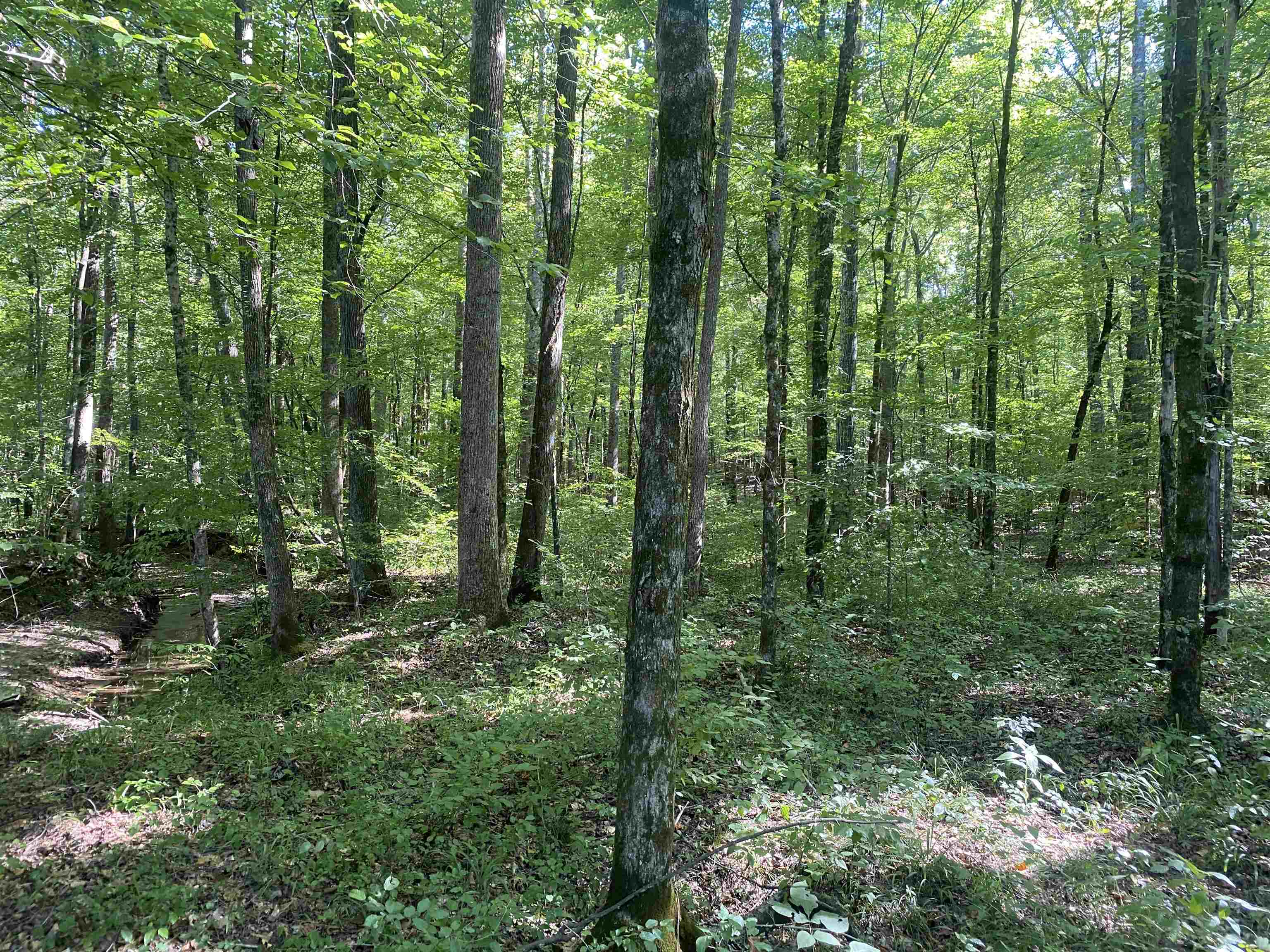 1 Clifton Road Savannah, TN 38372 - Photo 34 of 38 a view of outdoor space and green space