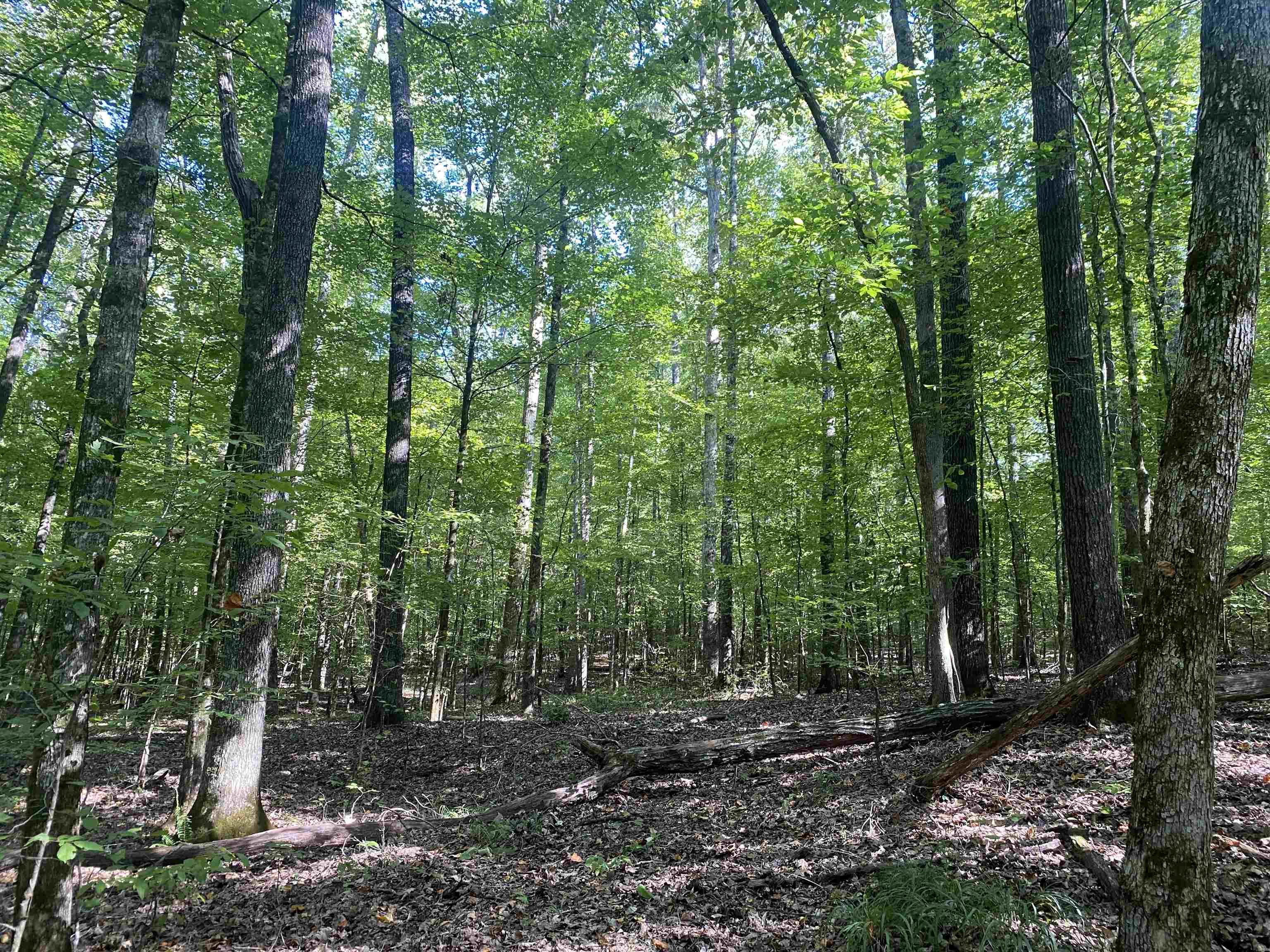 1 Clifton Road Savannah, TN 38372 - Photo 36 of 38 a view of a forest with trees in the background