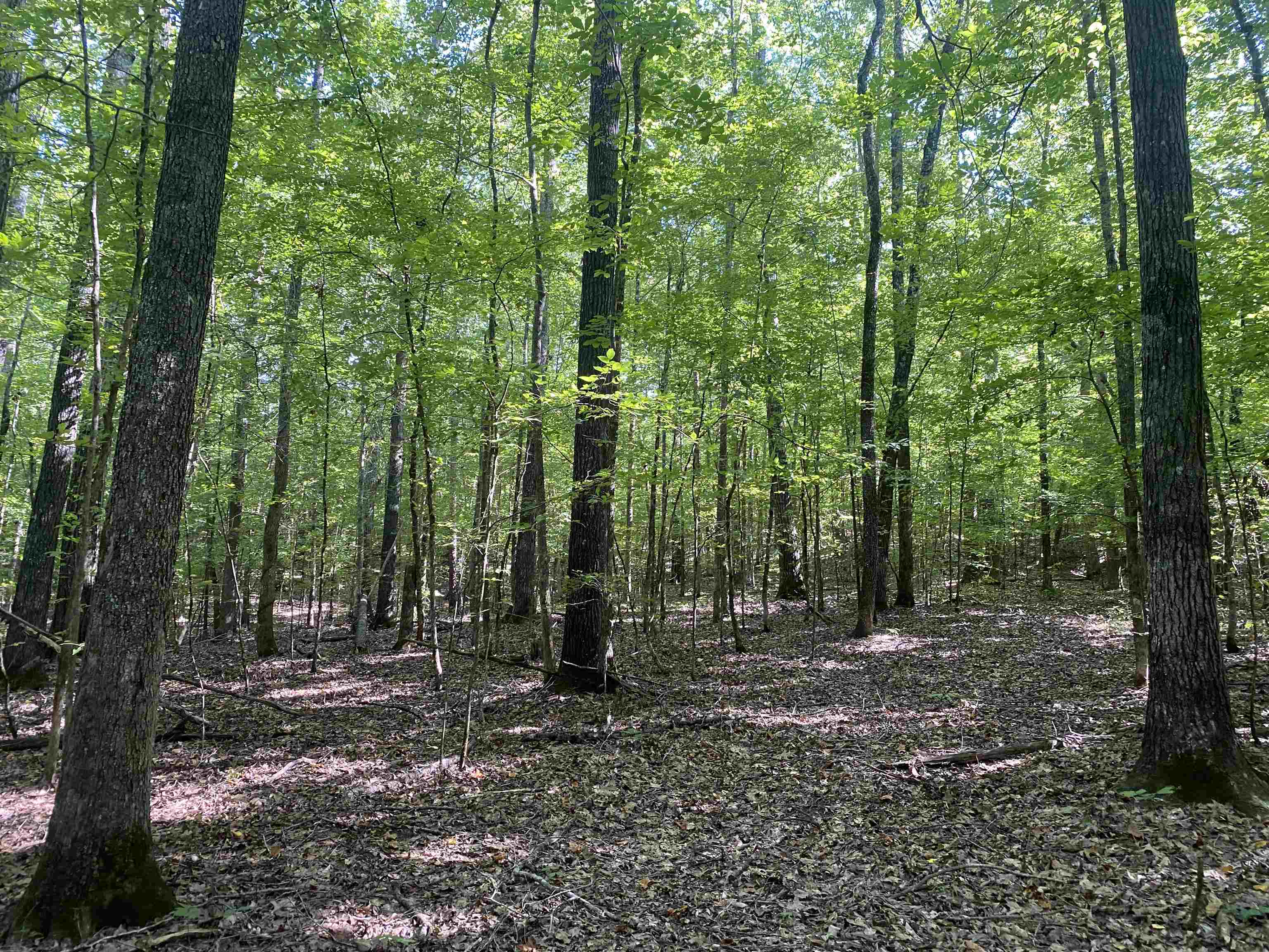 1 Clifton Road Savannah, TN 38372 - Photo 37 of 38 a view of outdoor space and green space